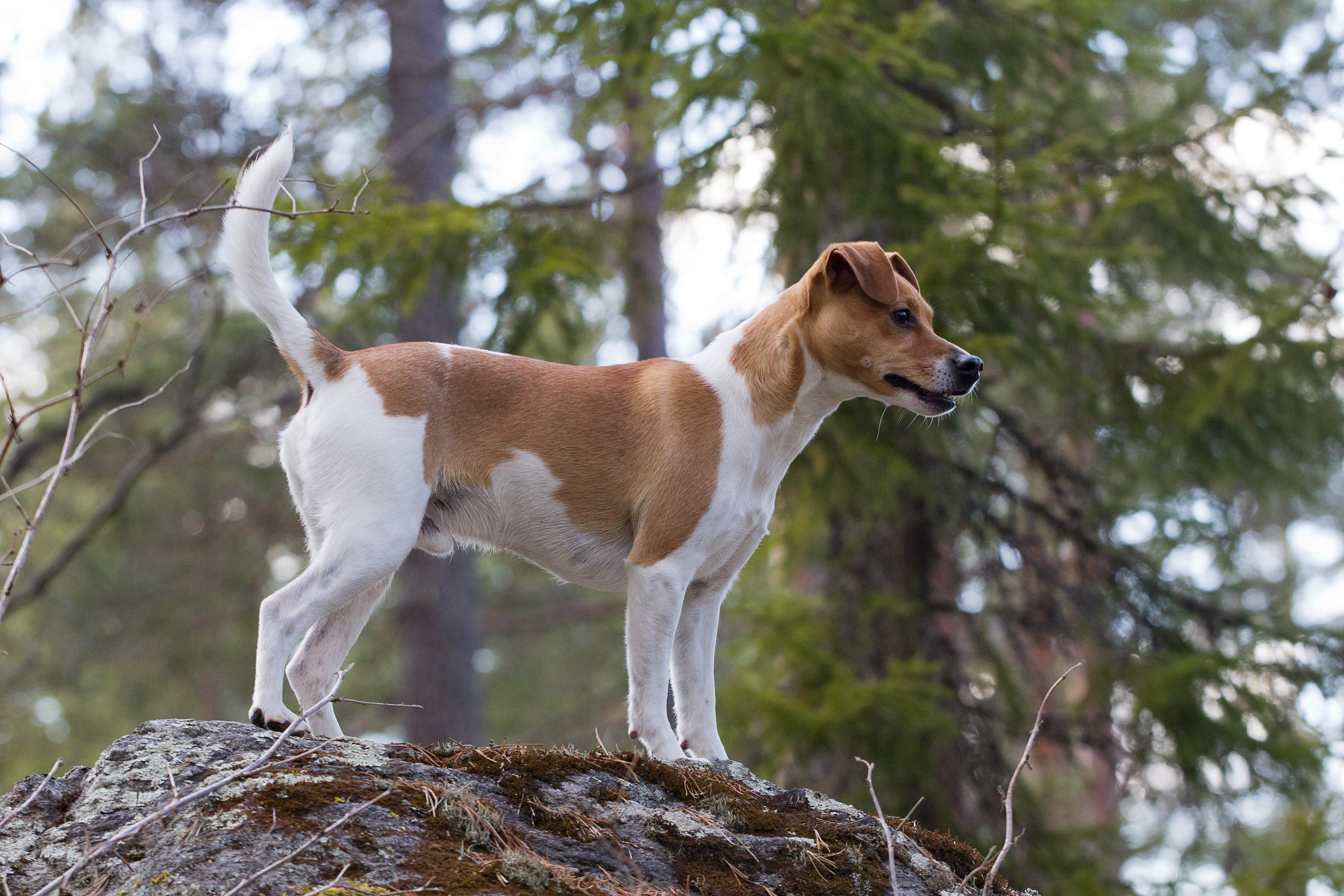 Dansk-svensk gårdshund Dansk-svensk gårdshund