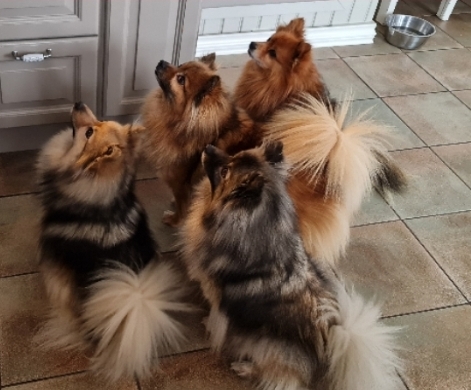 Haugertoppen kennel