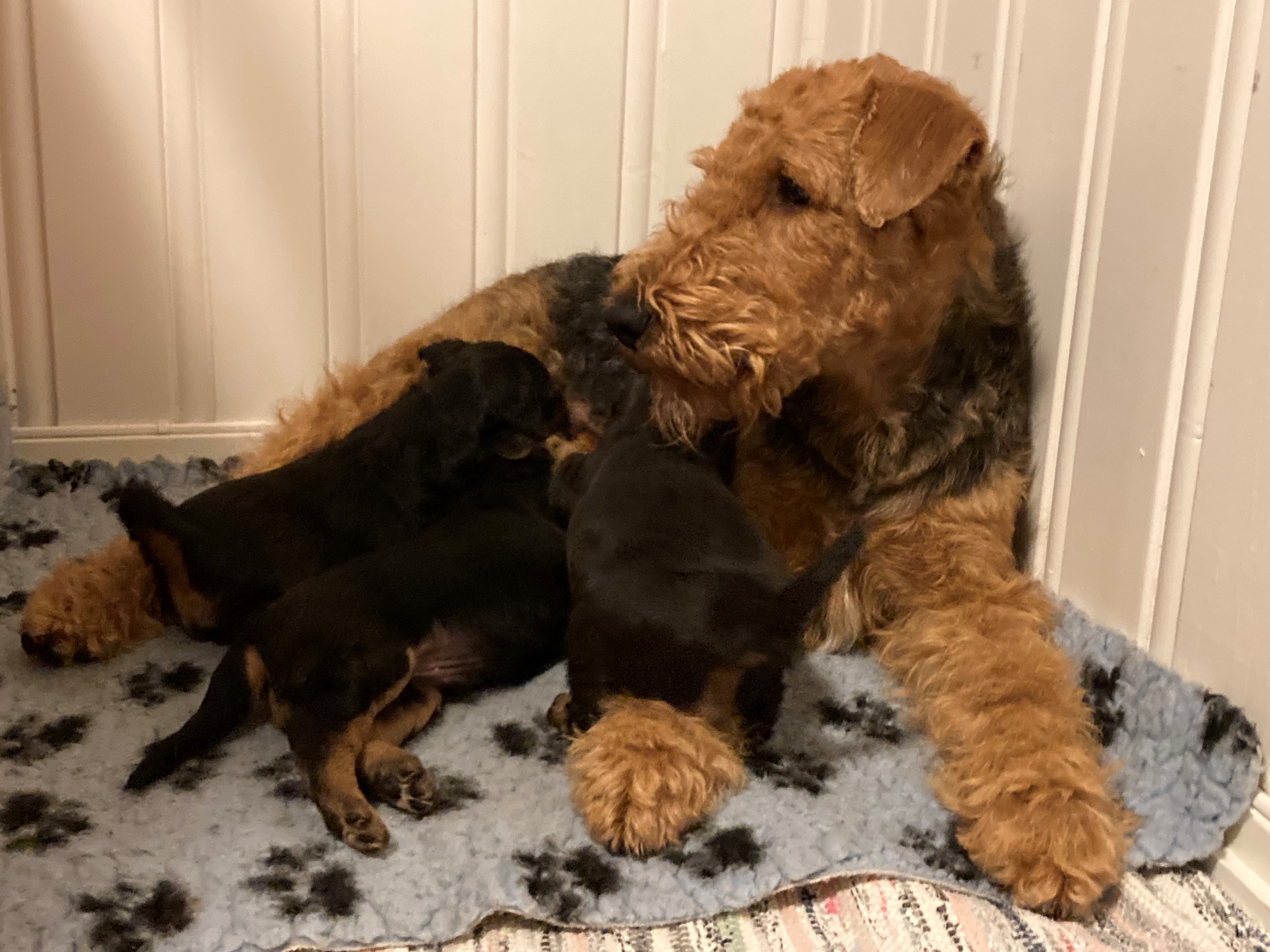 Airedale terrier