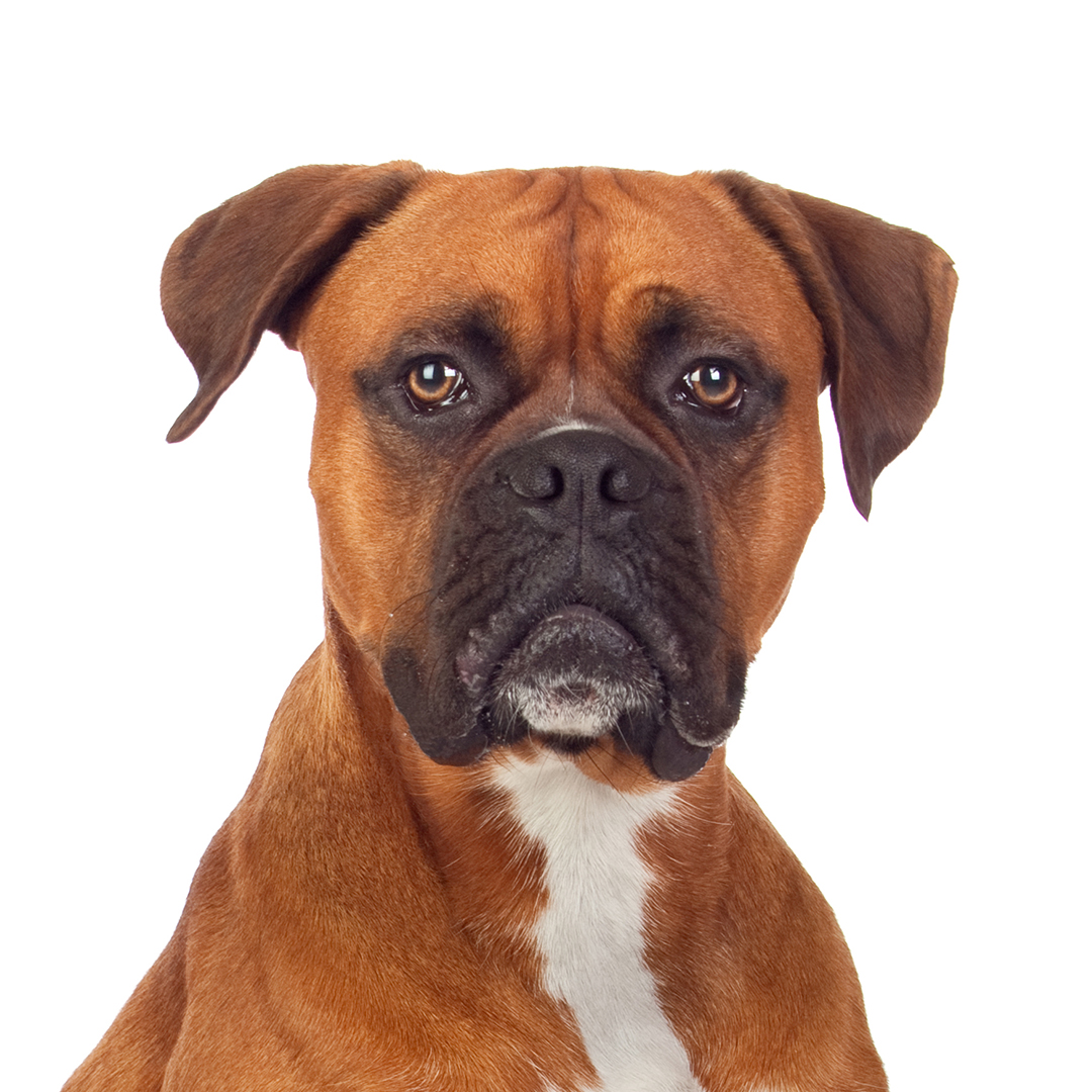 Boxer Boxer