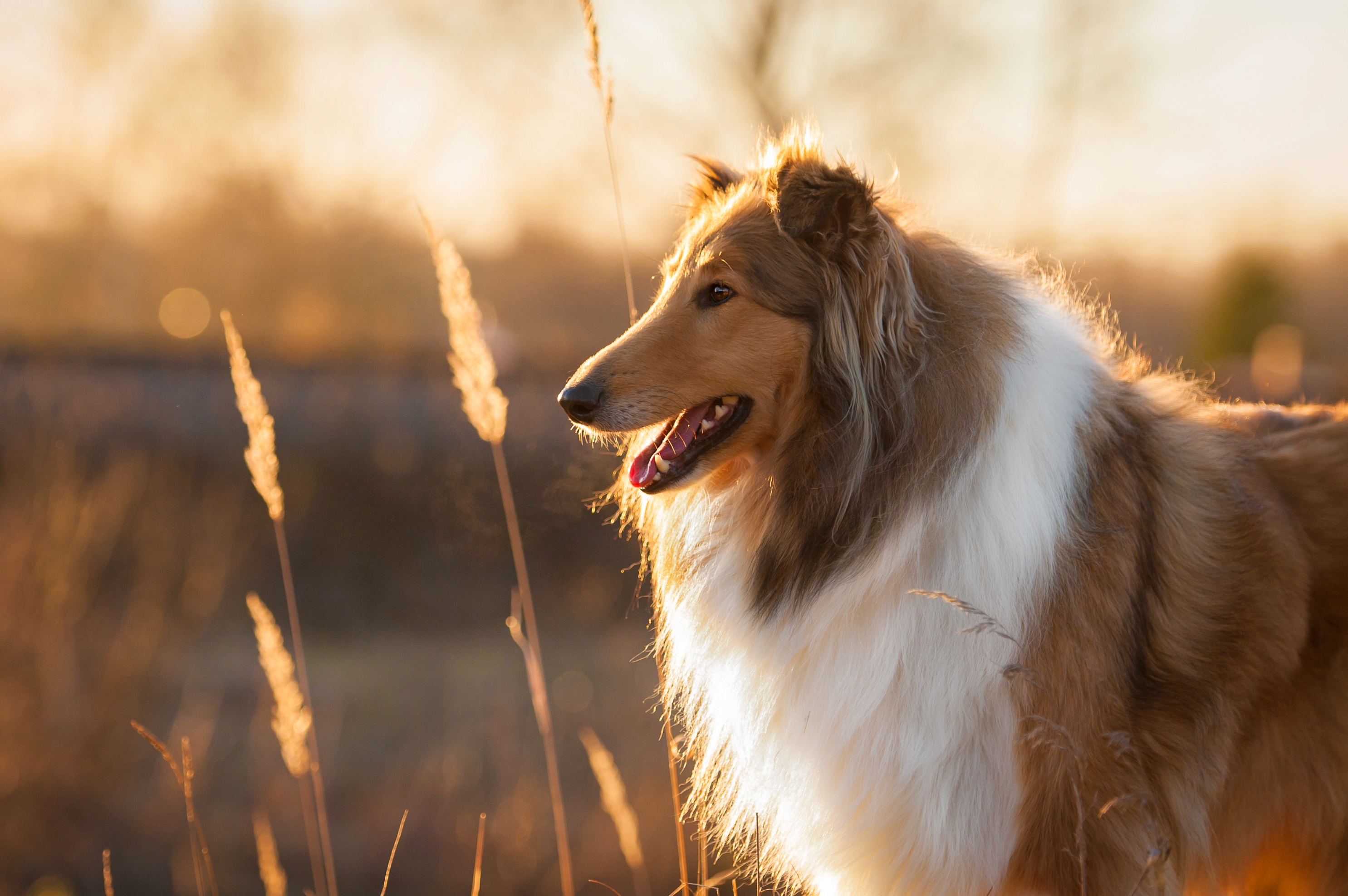 Collie langhåret Collie langhåret