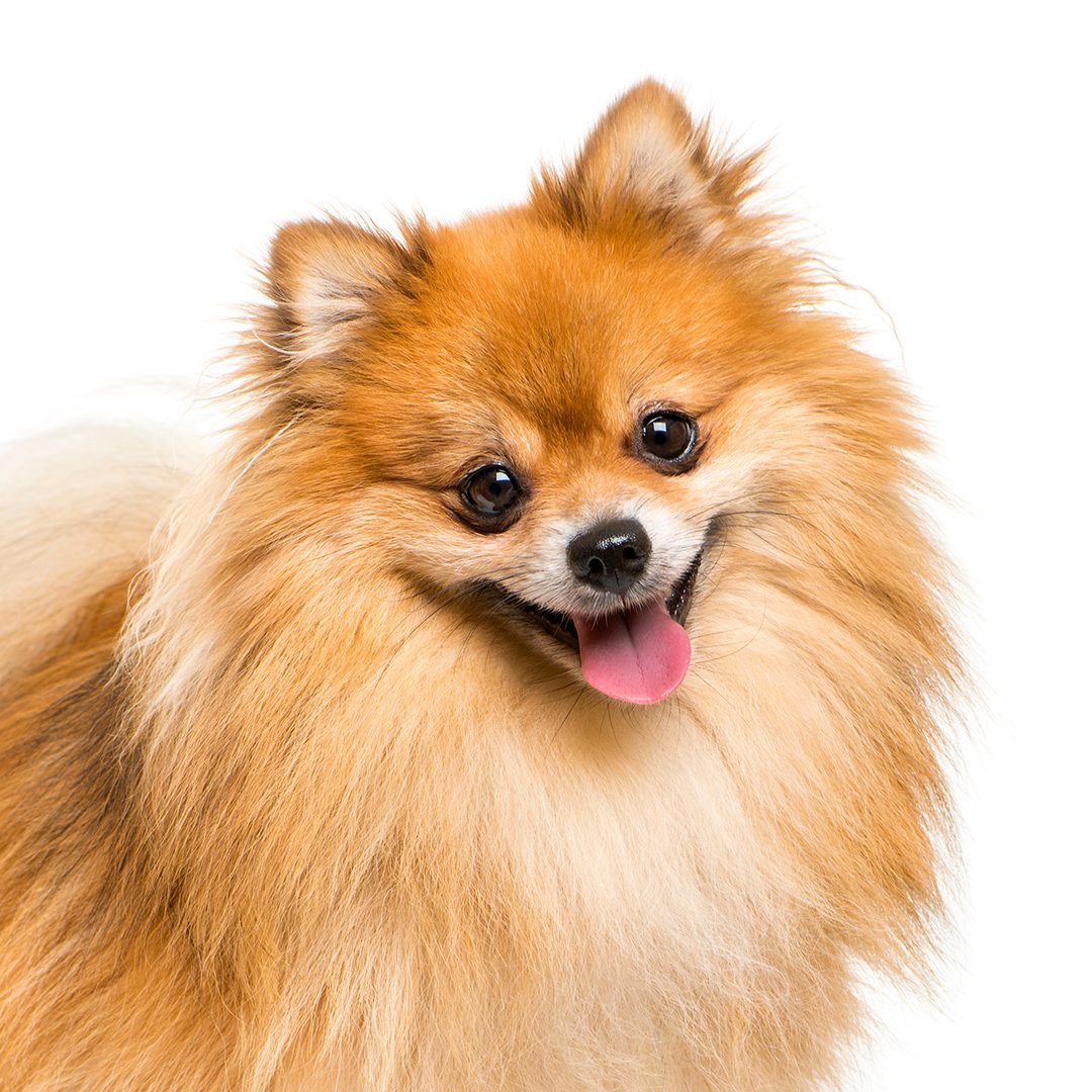 Pomeranian Pomeranian