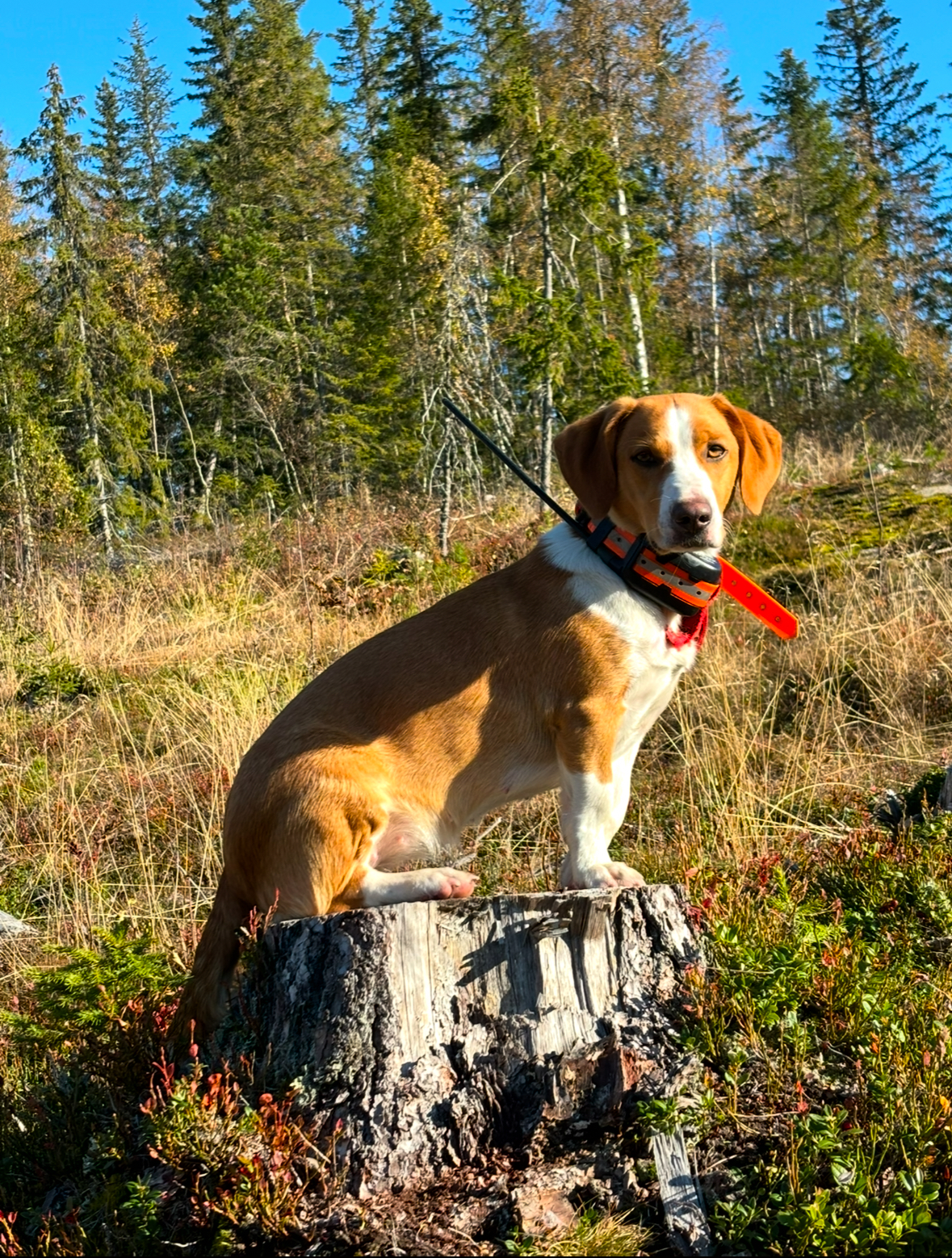Bonnie Bonnie