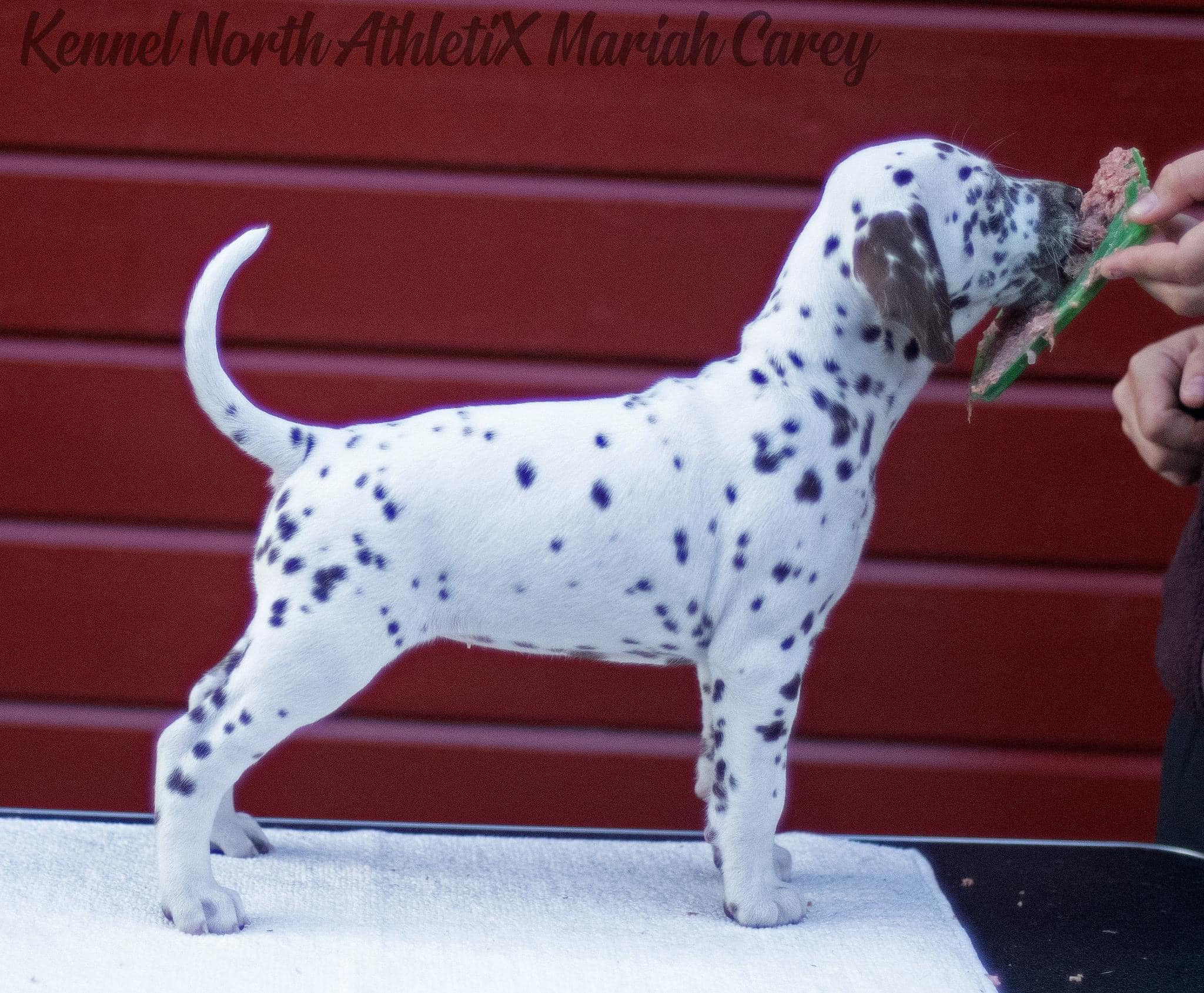 North AthletiX Mariah Carey North AthletiX Mariah Carey