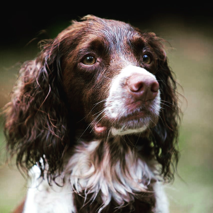 Spanielplassens Ifa Spanielplassens Ifa