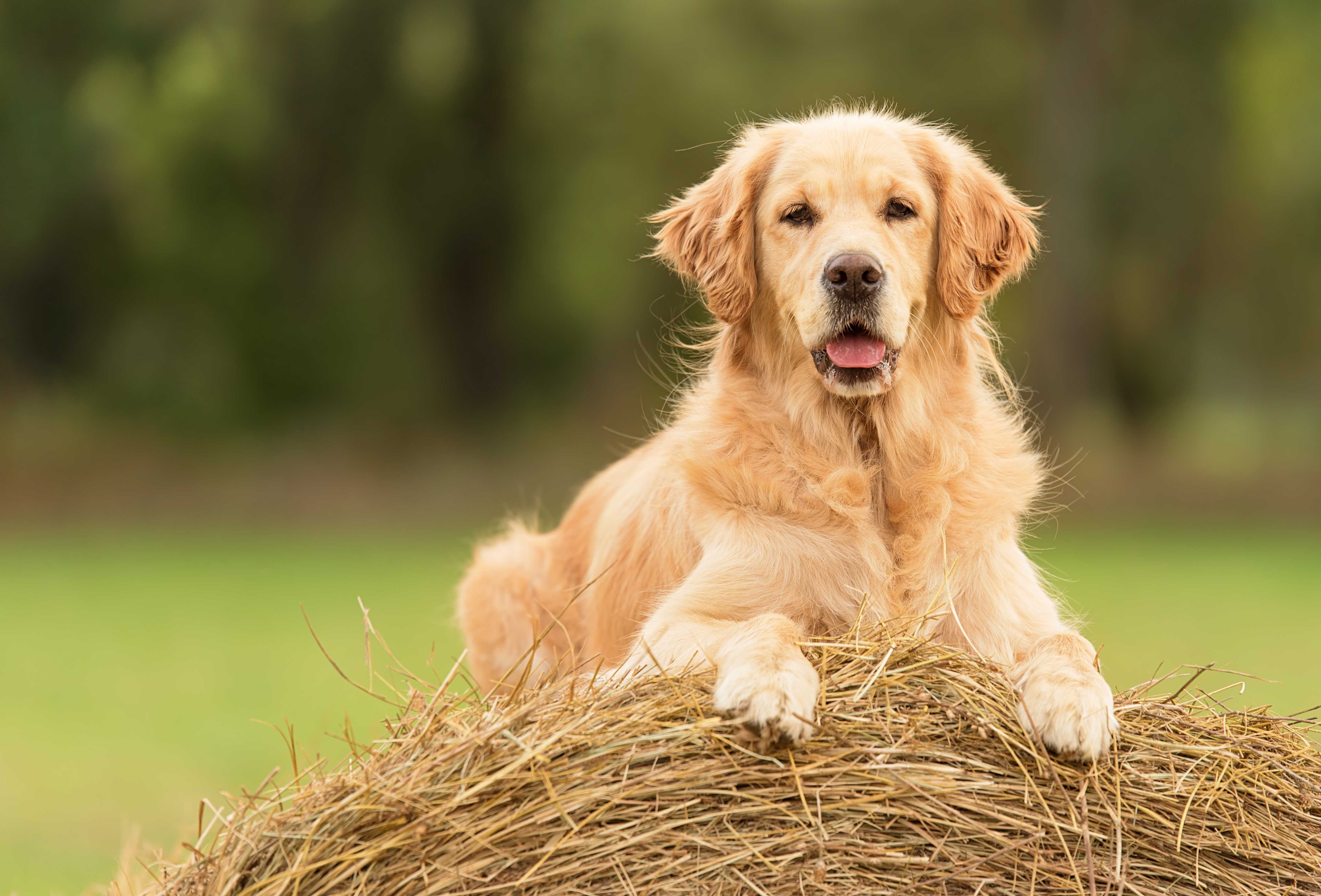Golden retriever Golden retriever
