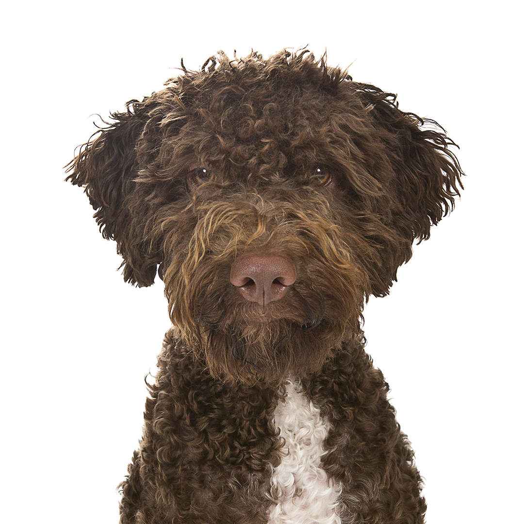 Lagotto romagnolo Lagotto romagnolo
