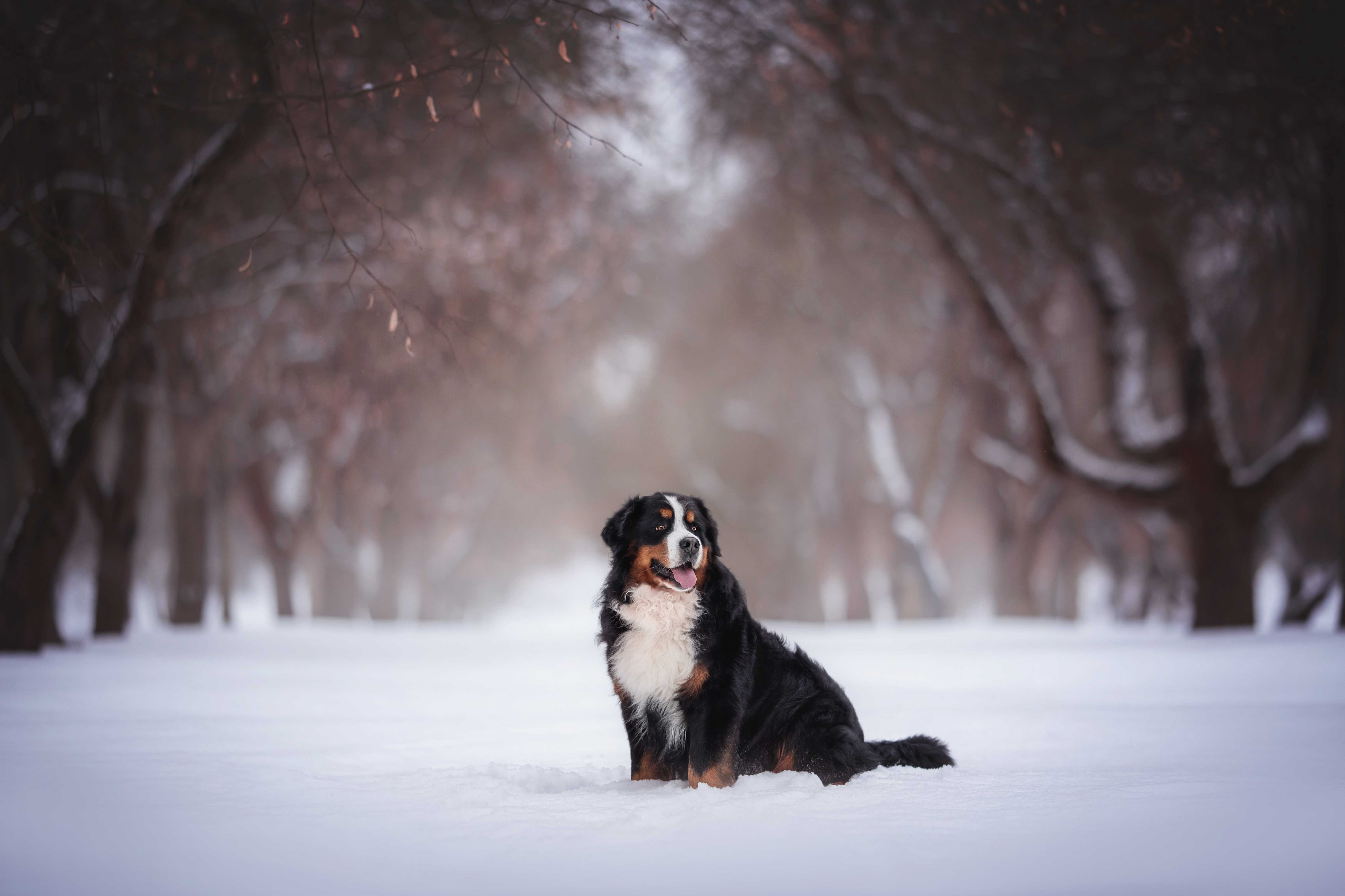 Berner sennenhund Berner sennenhund