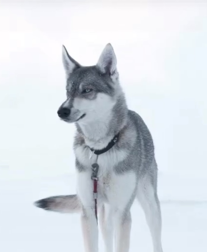 Vento Hær På Seven Mountains Husky Vento Hær På Seven Mountains Husky