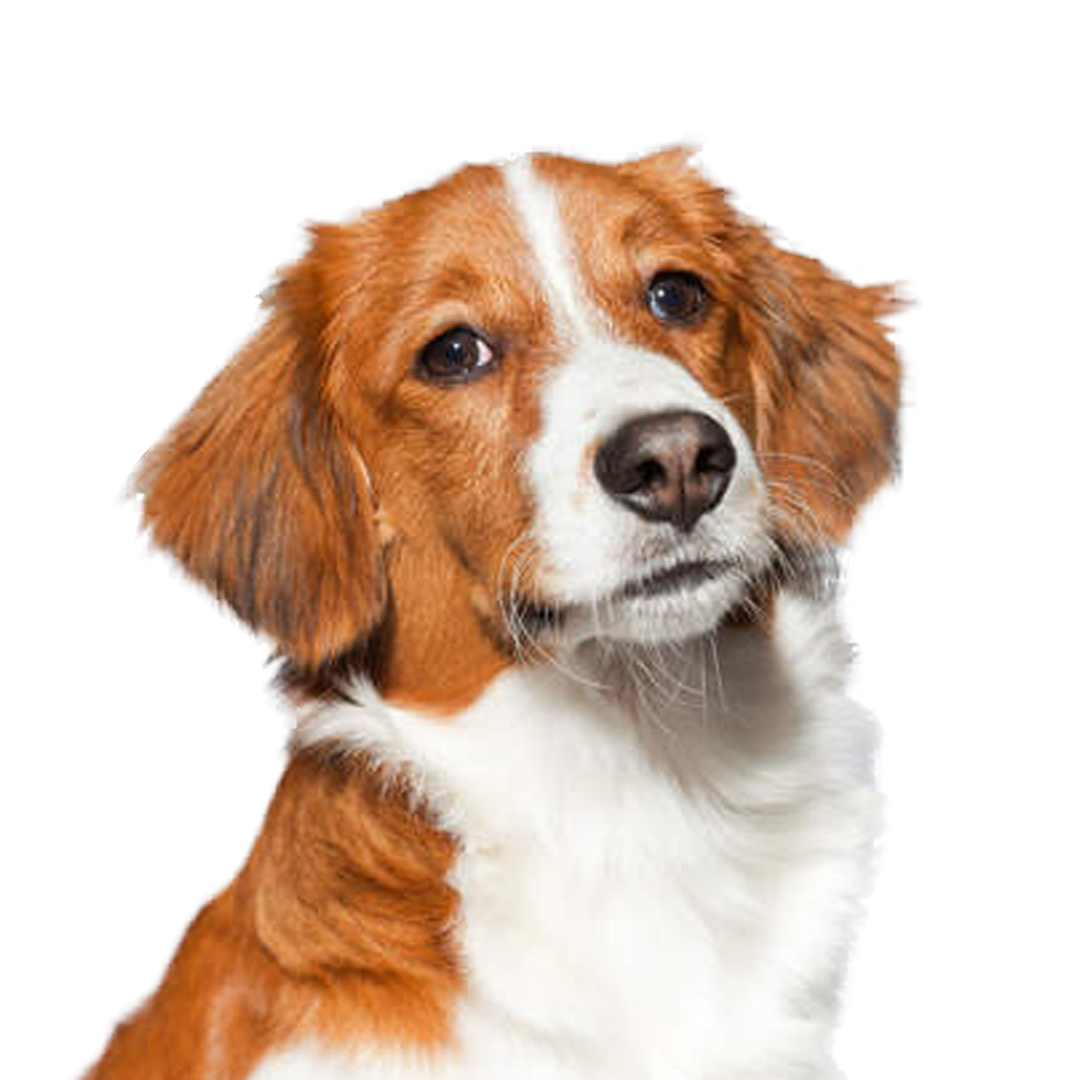 Nederlanske kooikerhondje Nederlanske kooikerhondje