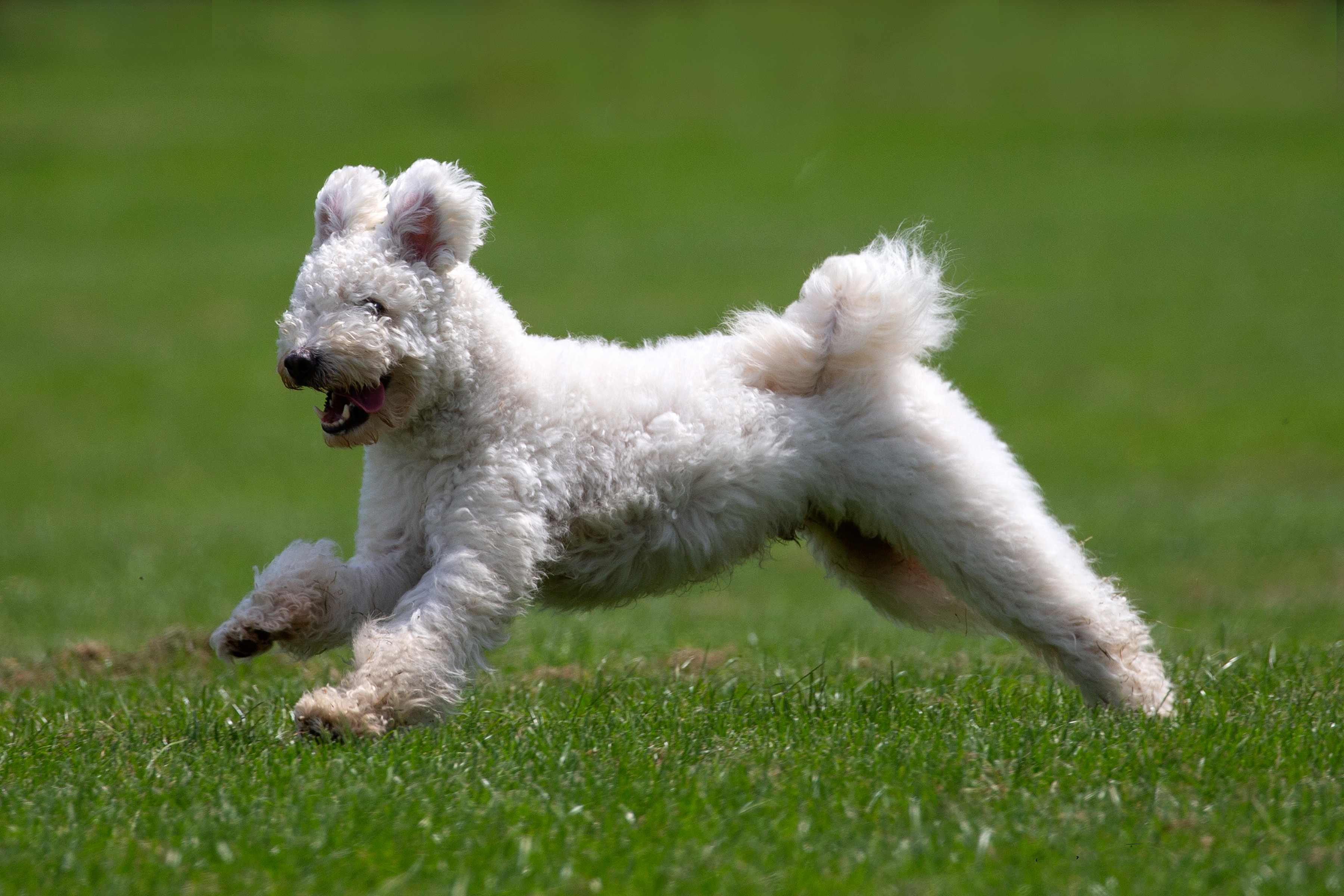 Pumi Pumi