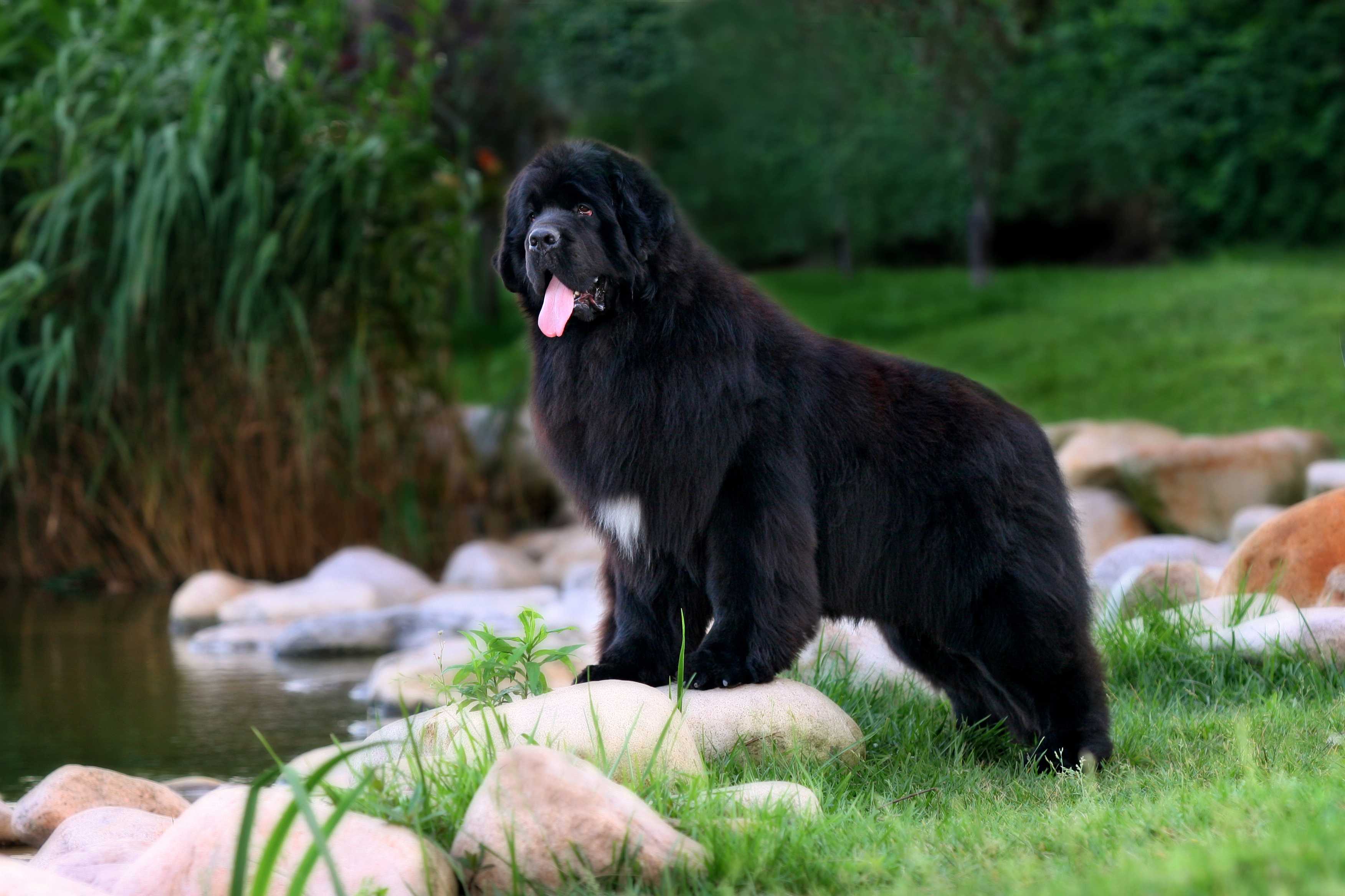 Newfoundlandshund Newfoundlandshund
