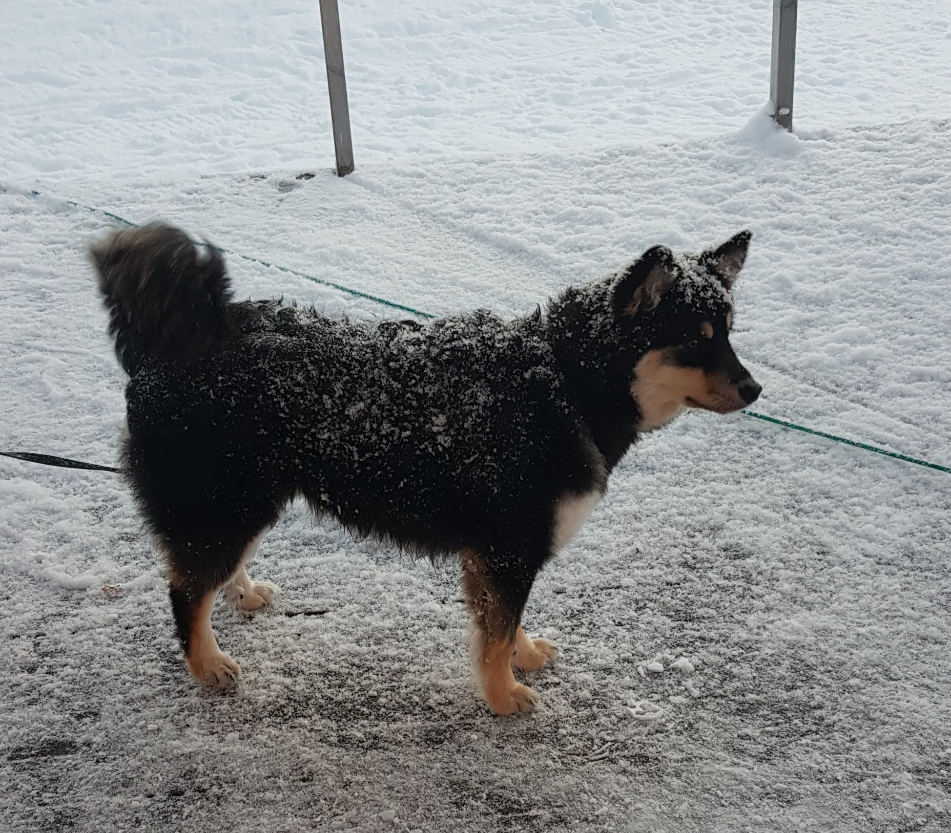 Vårlyden Tira av lappsangen Vårlyden Tira av lappsangen