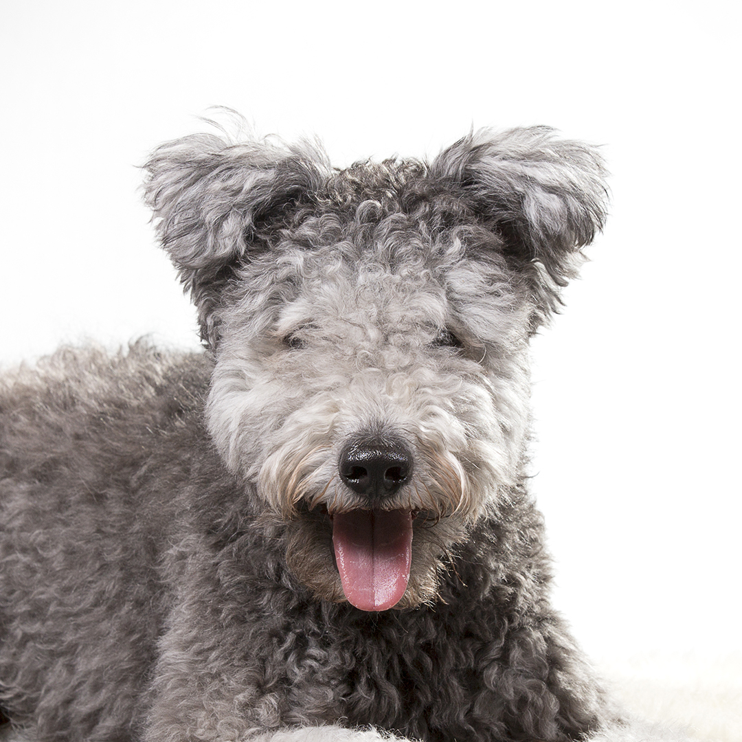 Pumi Pumi