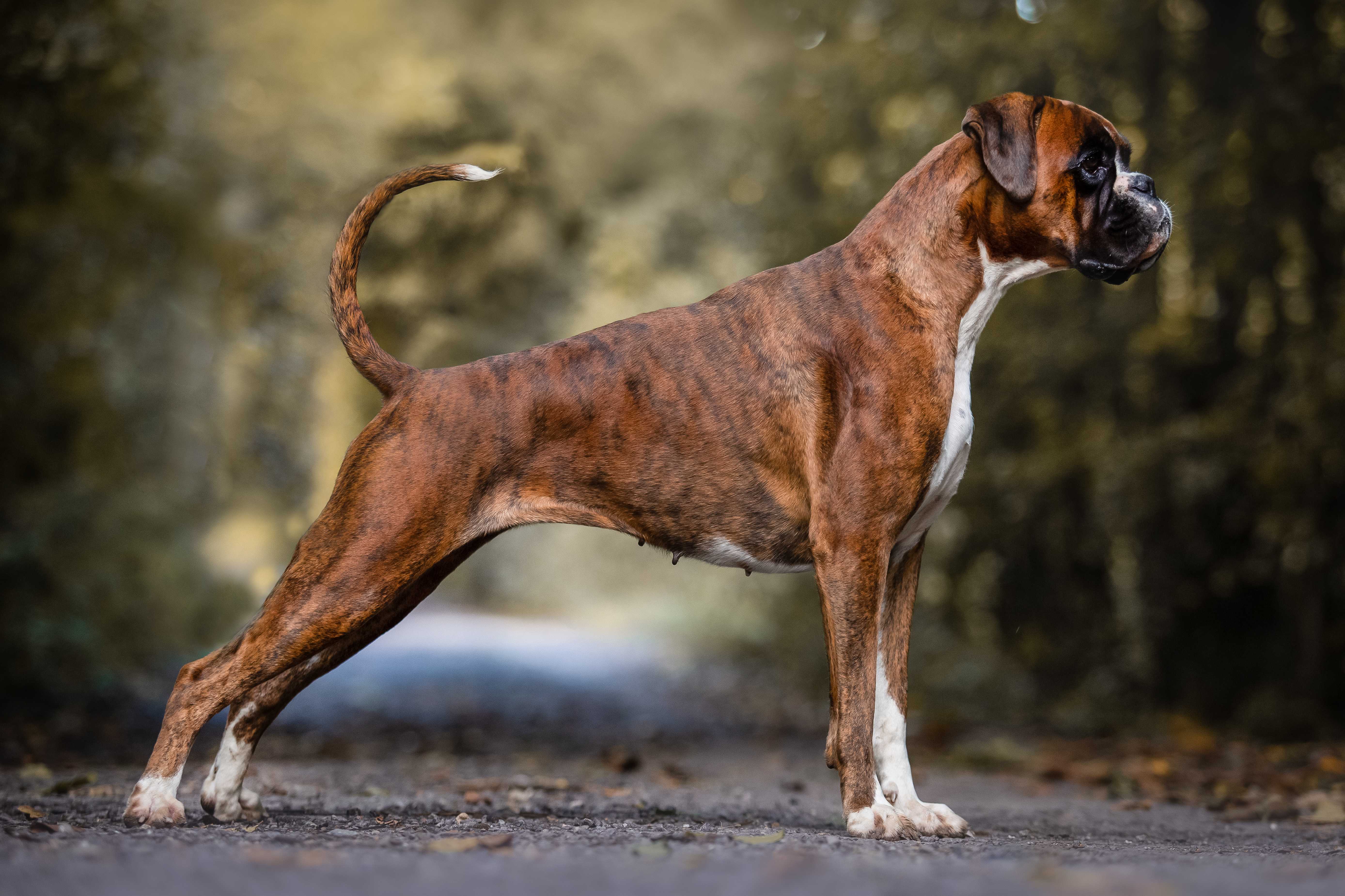 Boxer Boxer