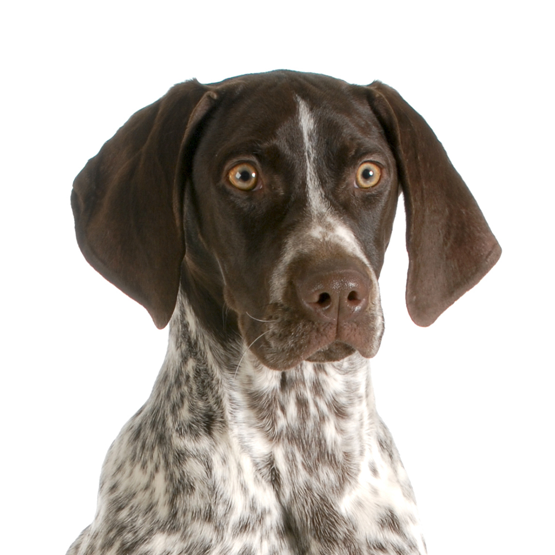 Pointer Pointer