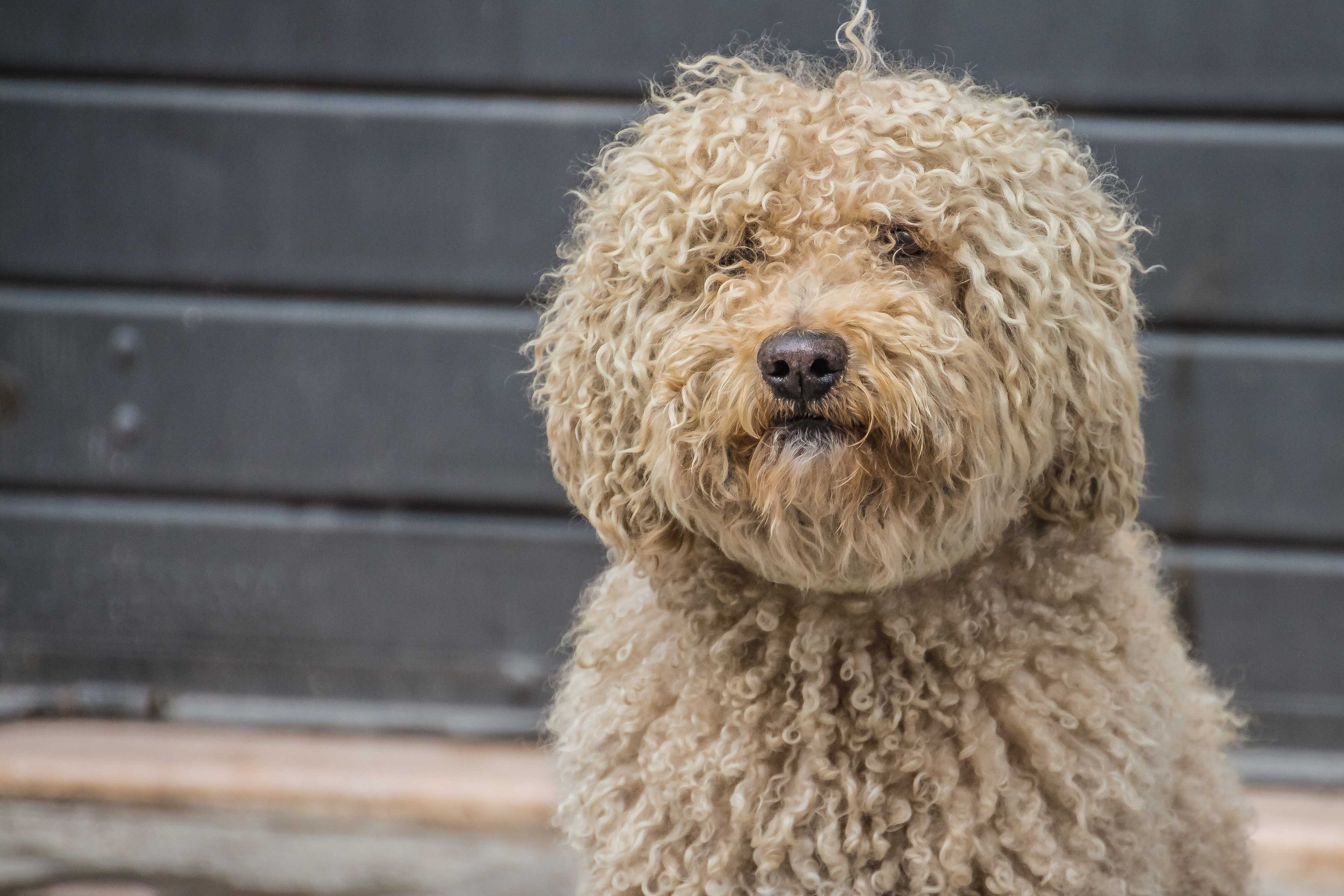 Barbet Barbet