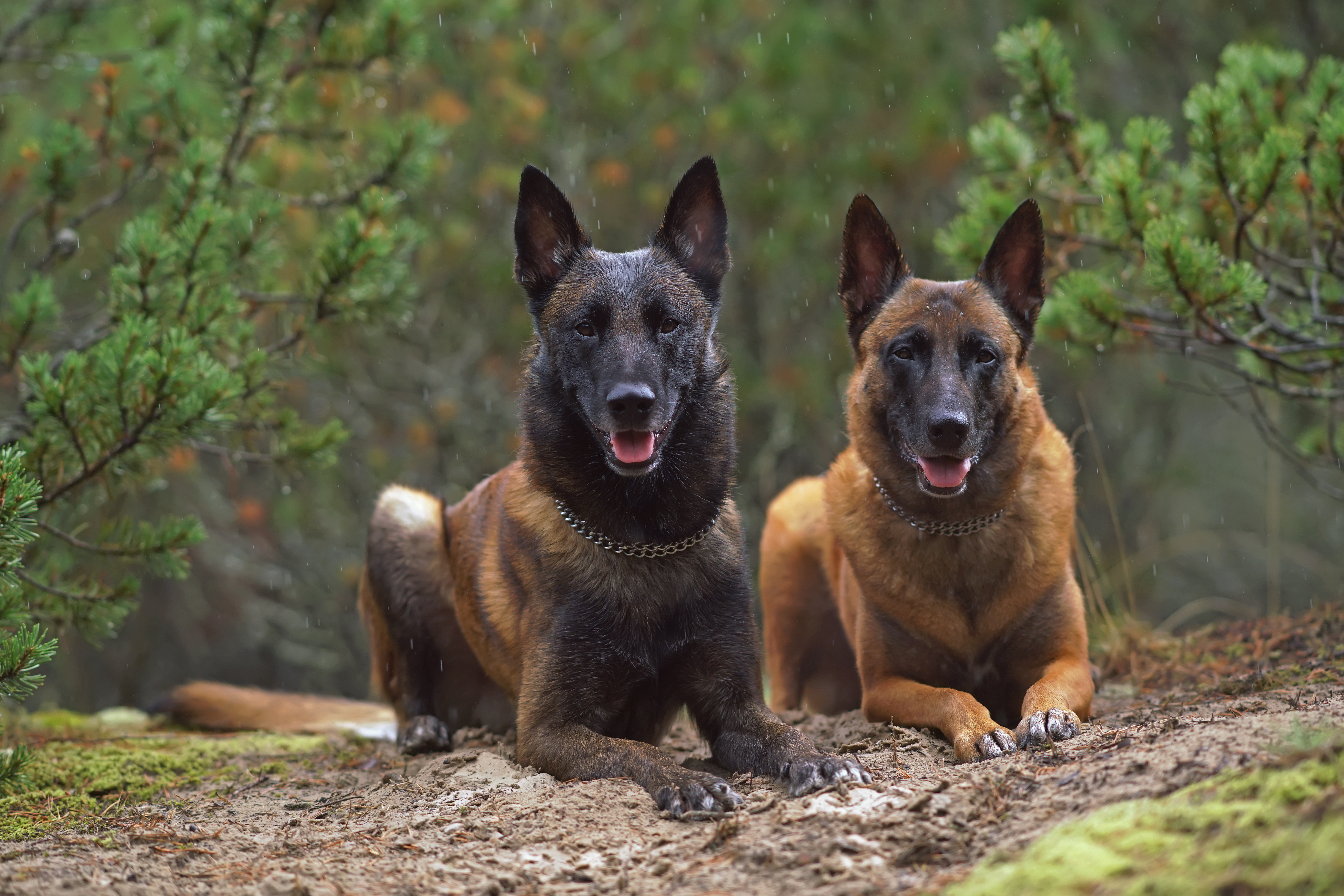 Belgisk fårehund malinois Belgisk fårehund malinois