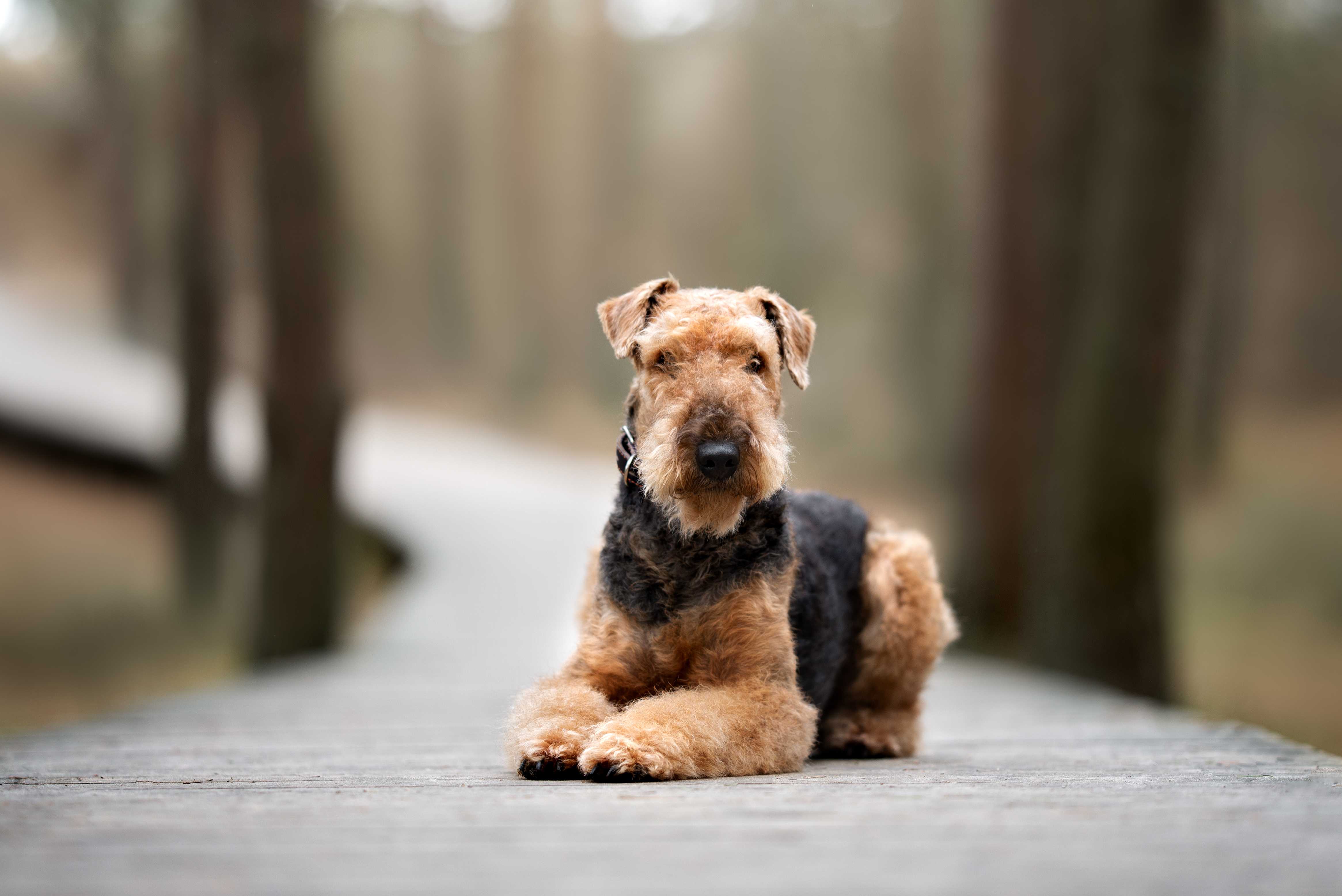 Airedale terrier Airedale terrier