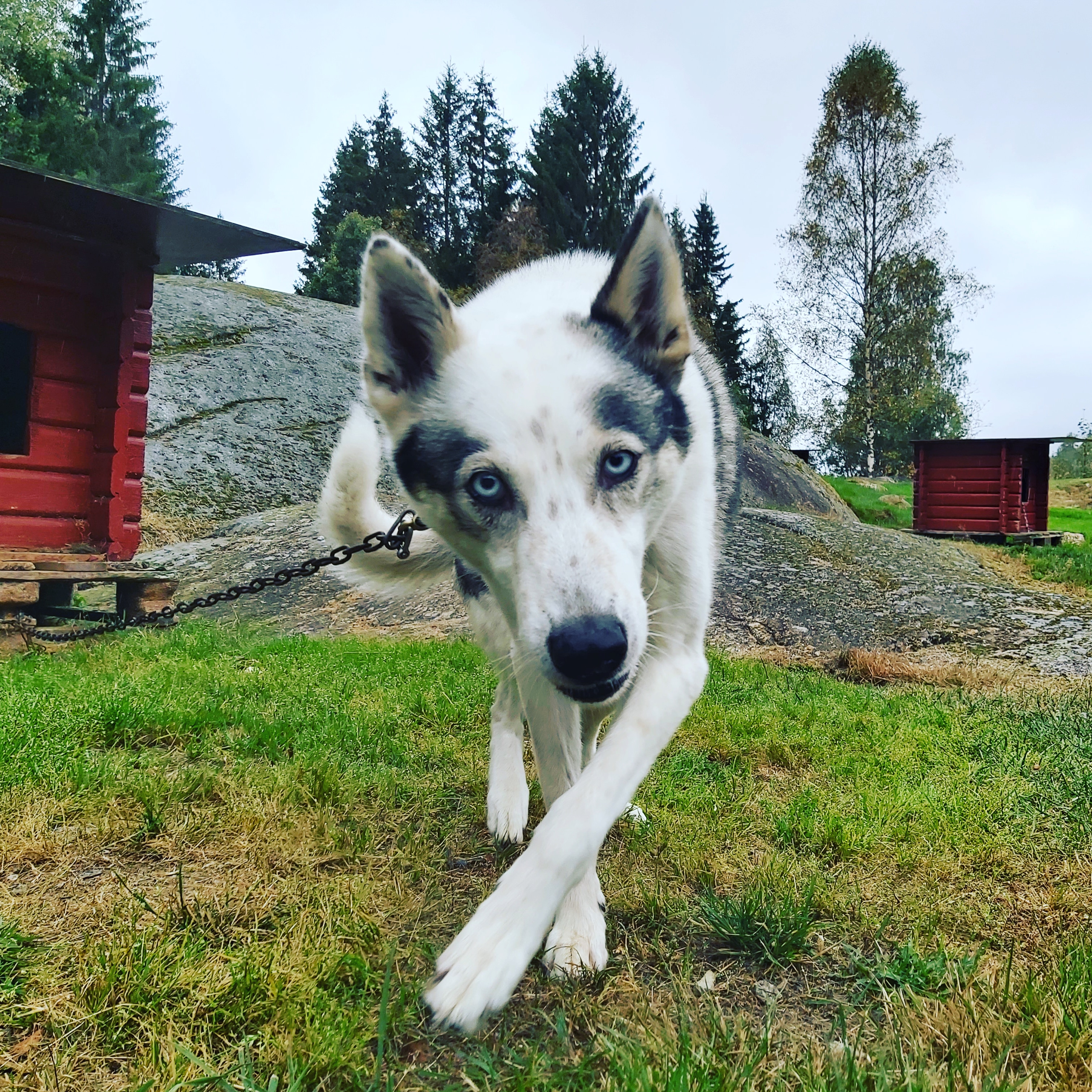 NTCH Huskyville's Skjelbreia Mustang NTCH Huskyville's Skjelbreia Mustang