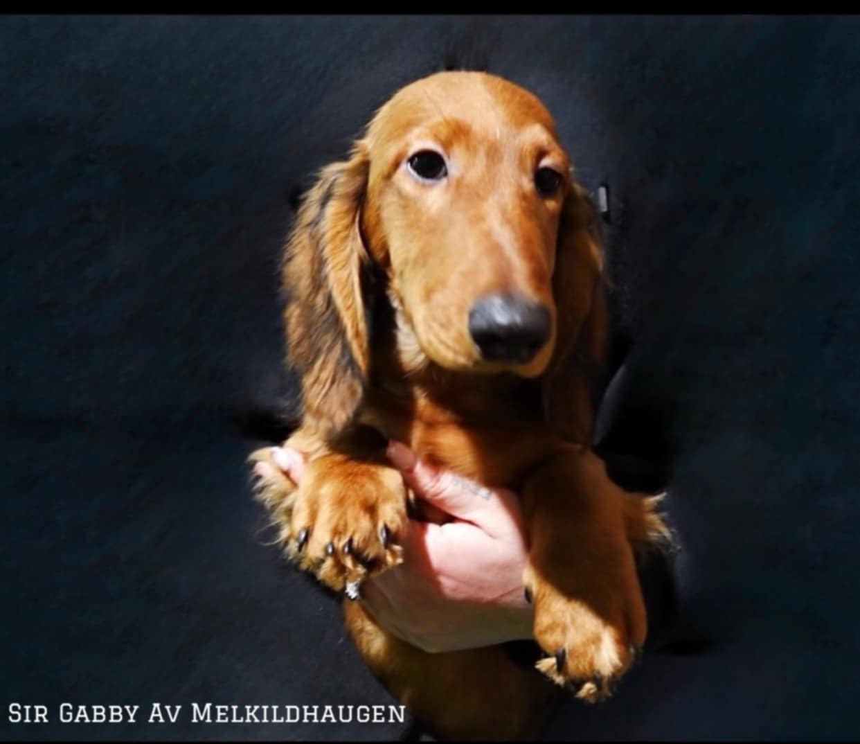 «Gabby» «Gabby»