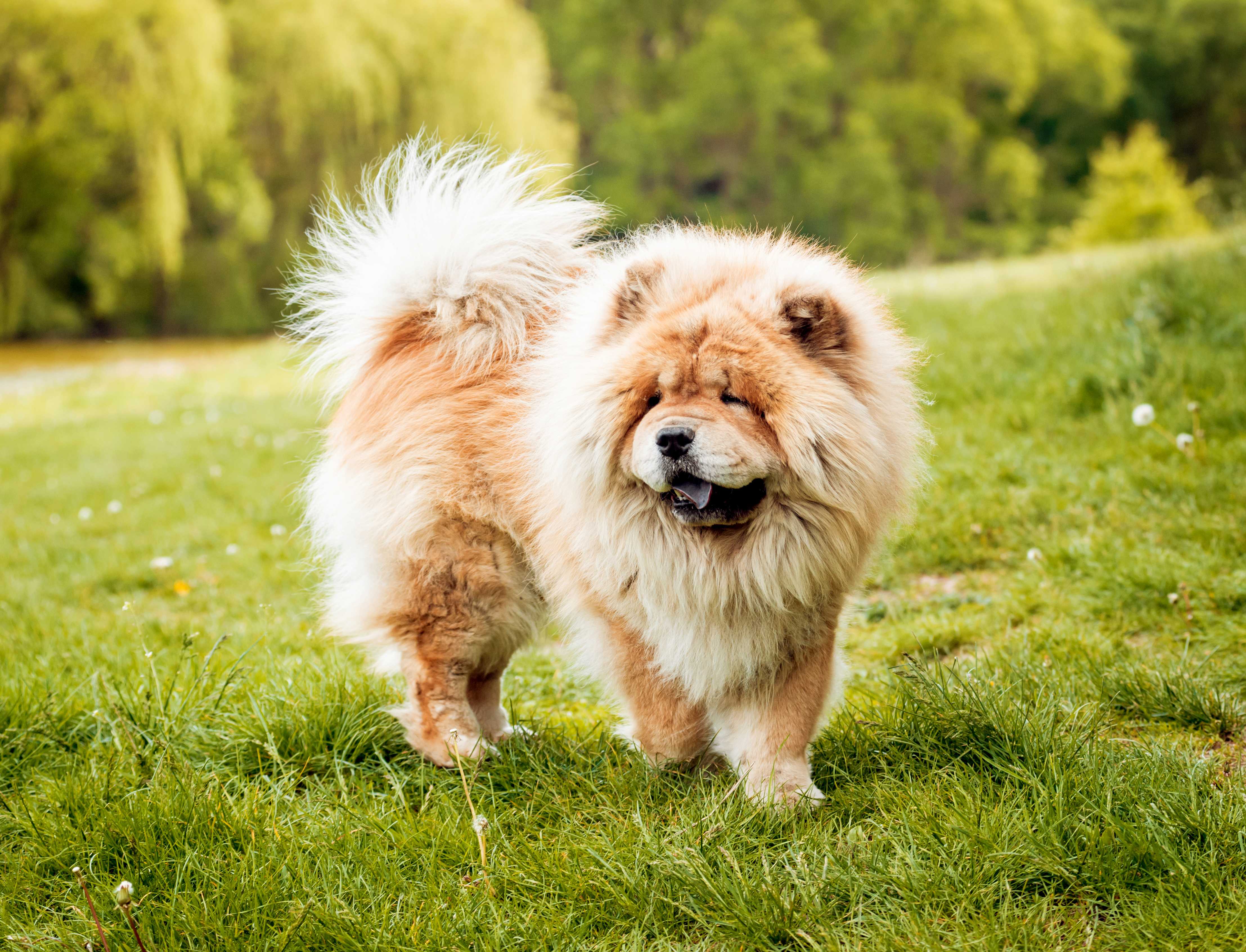 Chow chow Chow chow