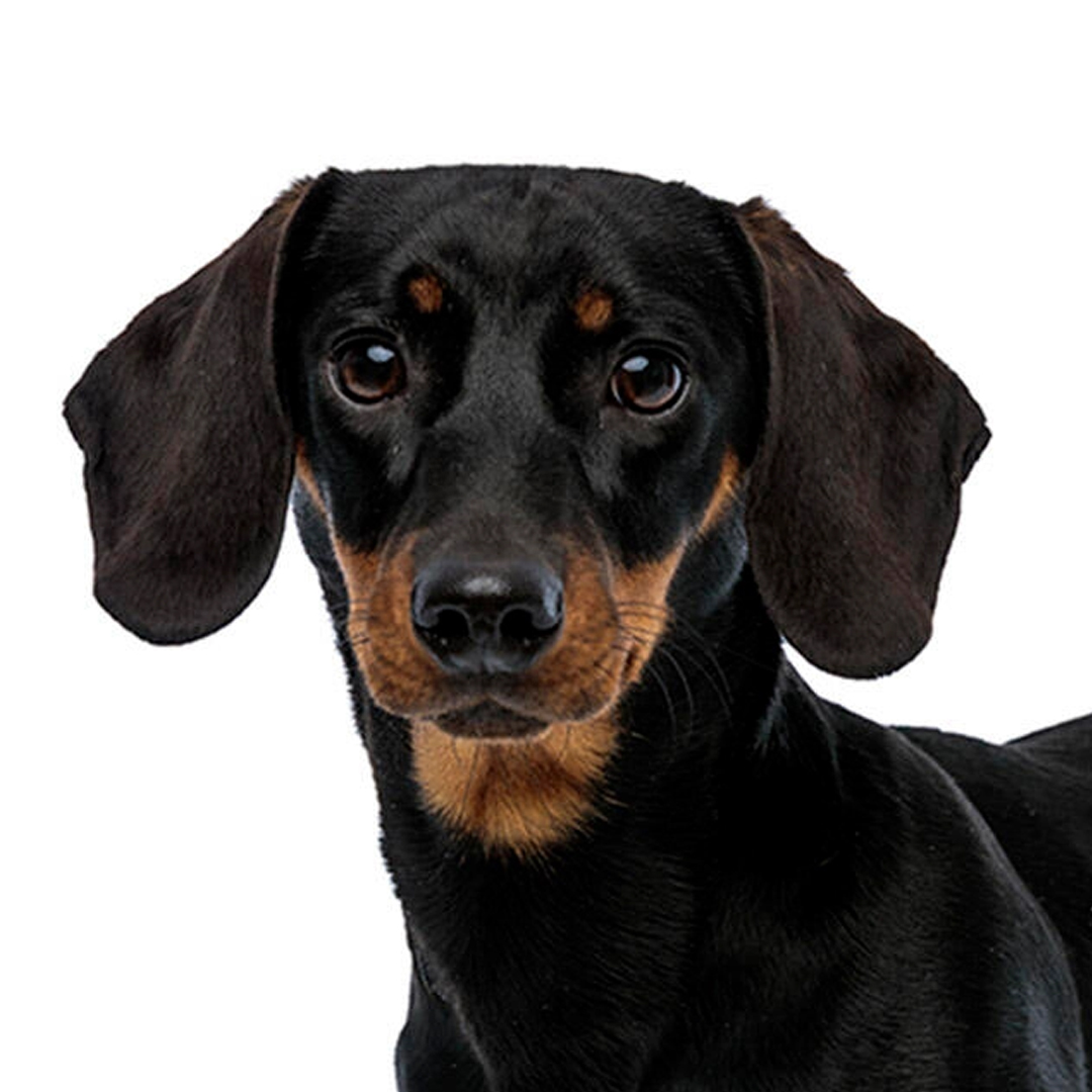 Kanindachshund korthåret Kanindachshund korthåret