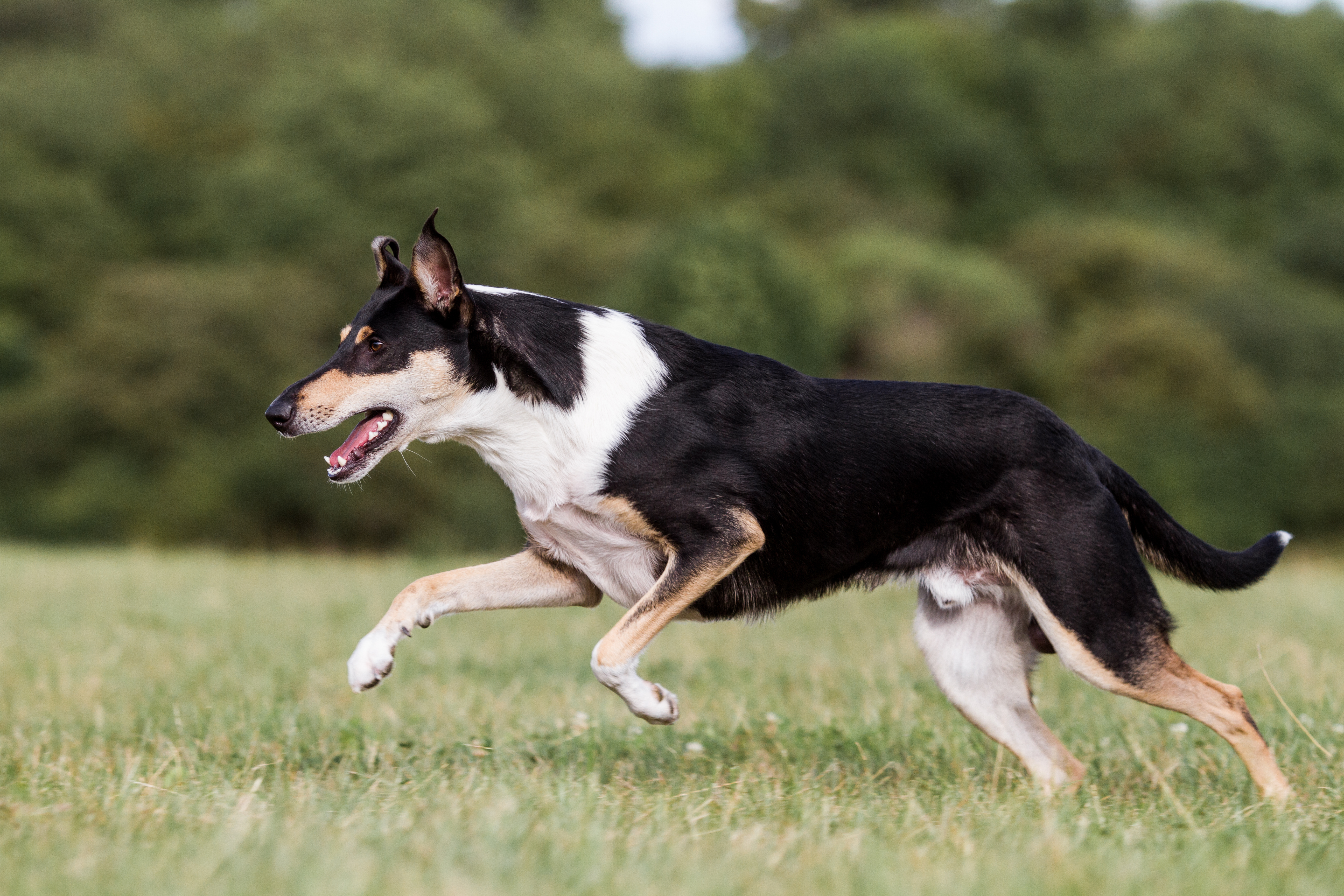 Collie korthåret Collie korthåret