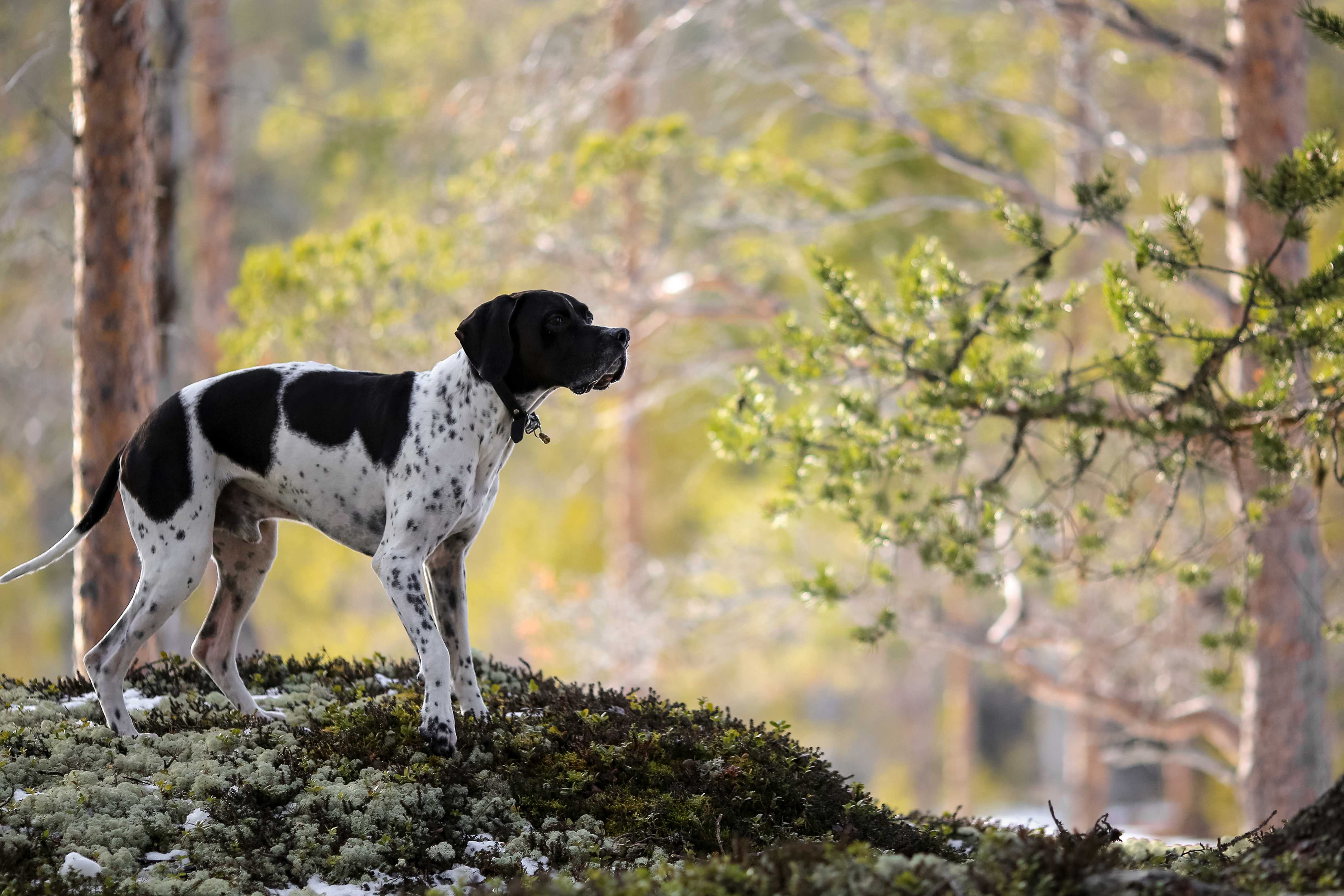 Pointer Pointer
