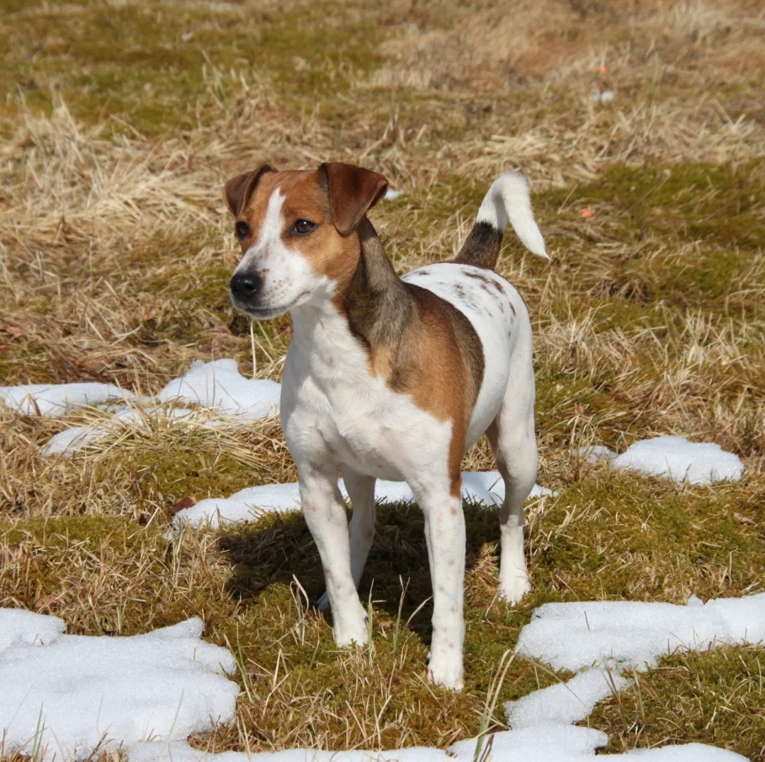 Espetveit's Kozi Espetveit's Kozi