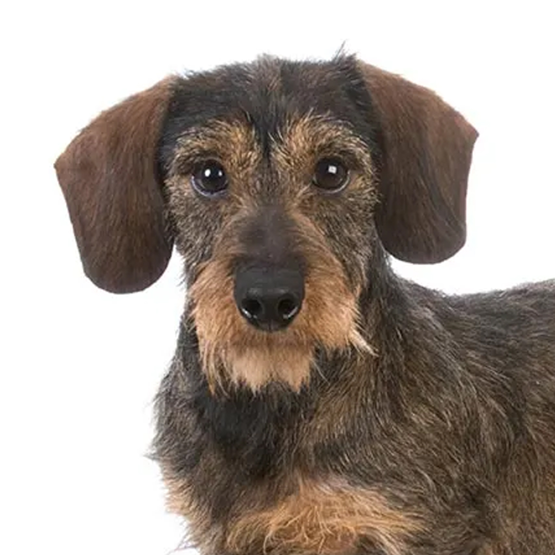 Dachshund strihåret Dachshund strihåret