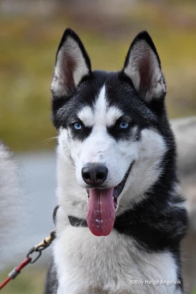 Gold HoQ Of Seven Mountains Husky Gold HoQ Of Seven Mountains Husky