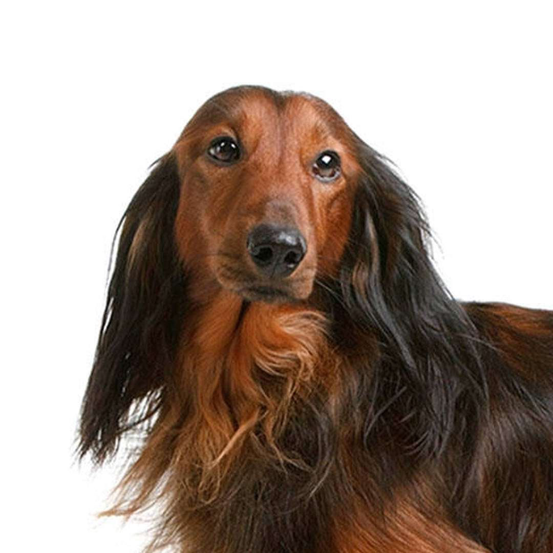 Dvergdachshund langhåret Dvergdachshund langhåret