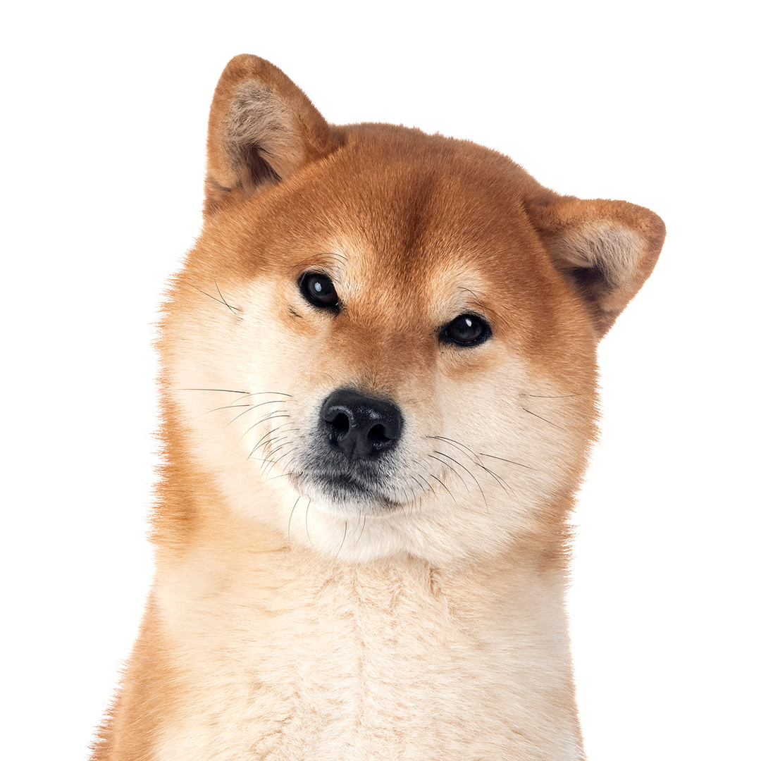 Shiba Shiba
