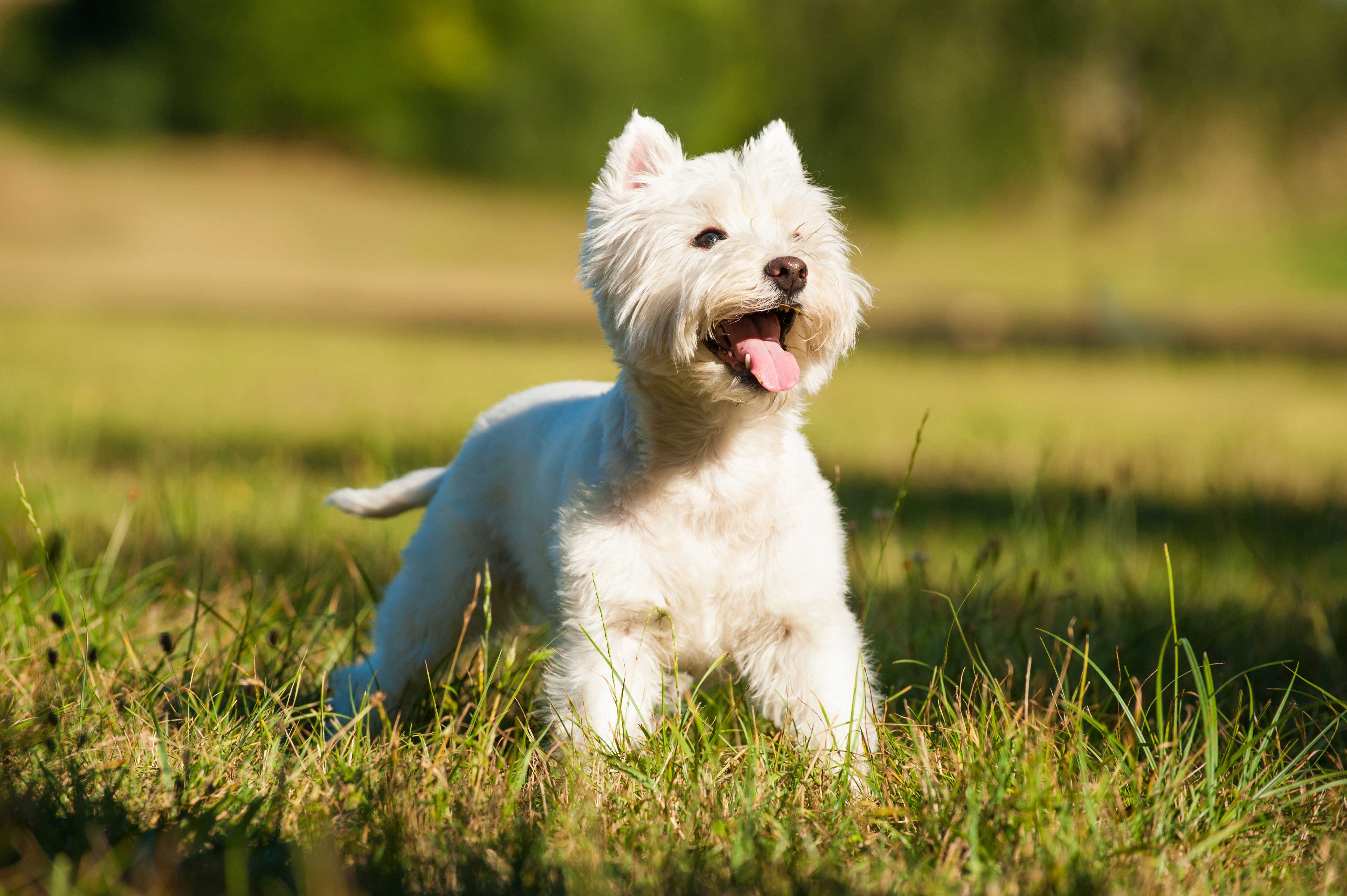 West highland white terrier West highland white terrier