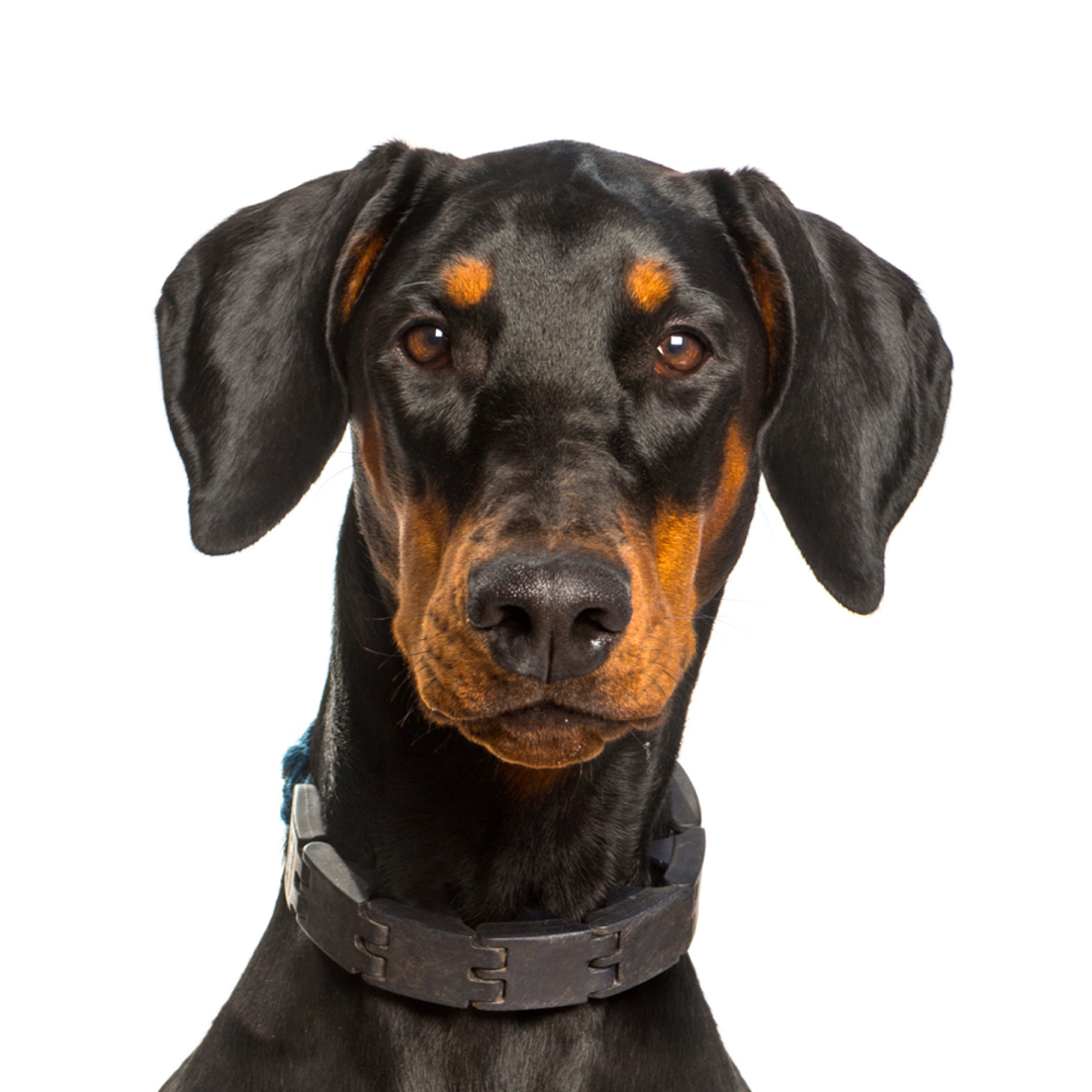 Dobermann Dobermann
