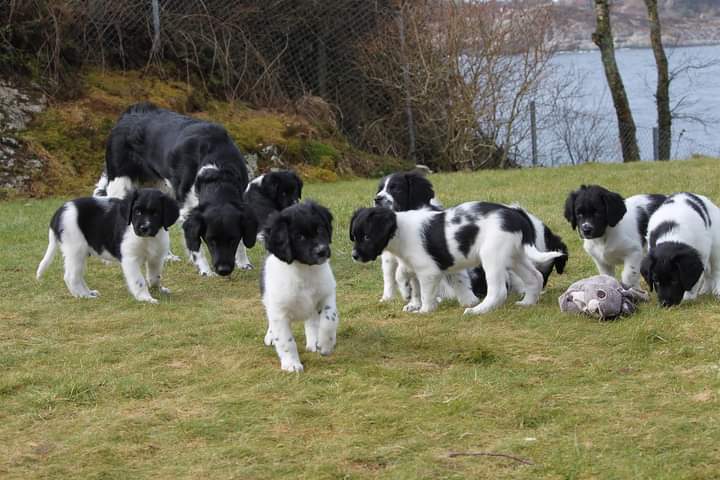 Kull 11, Anortositts Lucy x Bordrocks Falcon