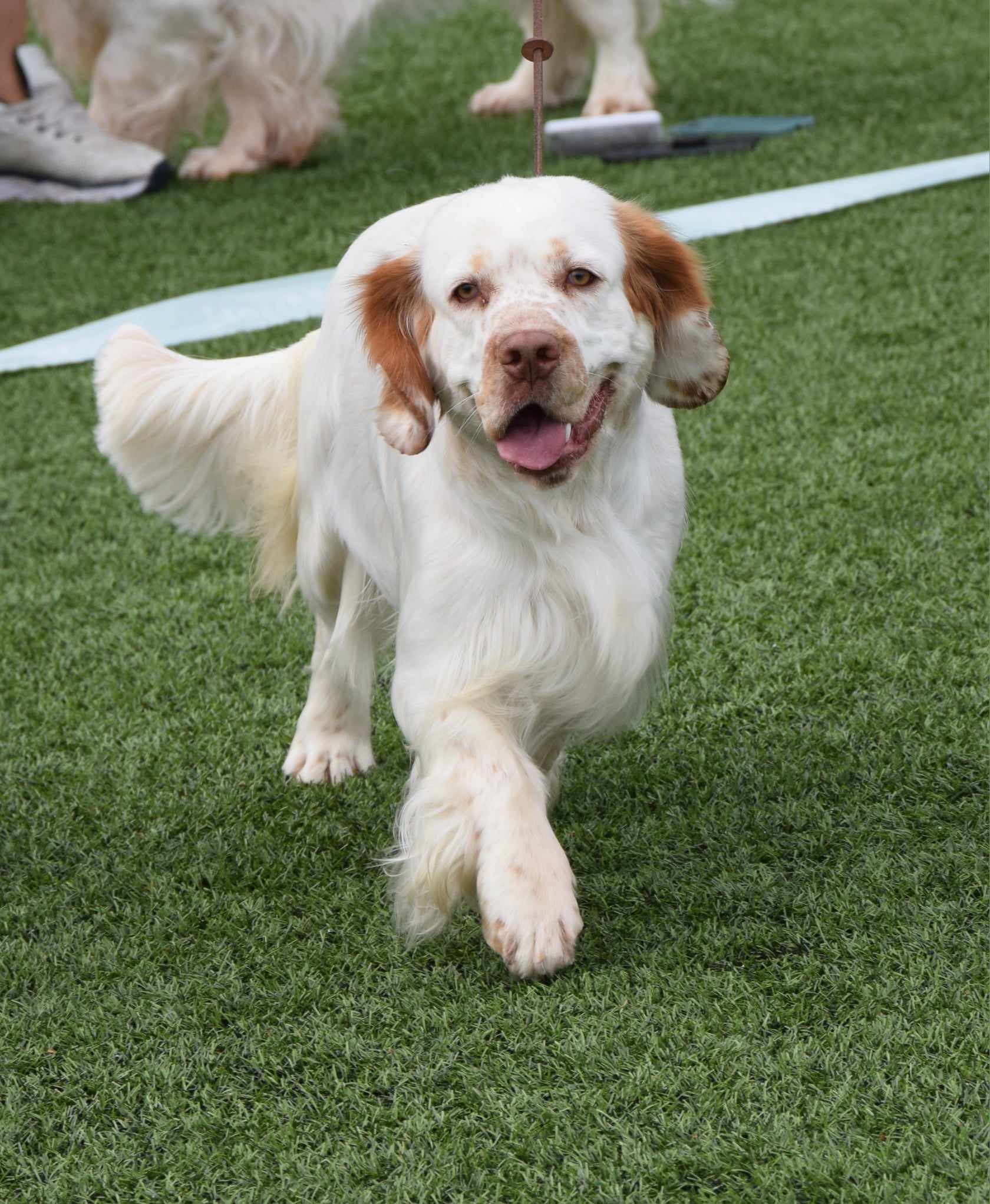 Pawderosas Arnhill Pawderosas Arnhill
