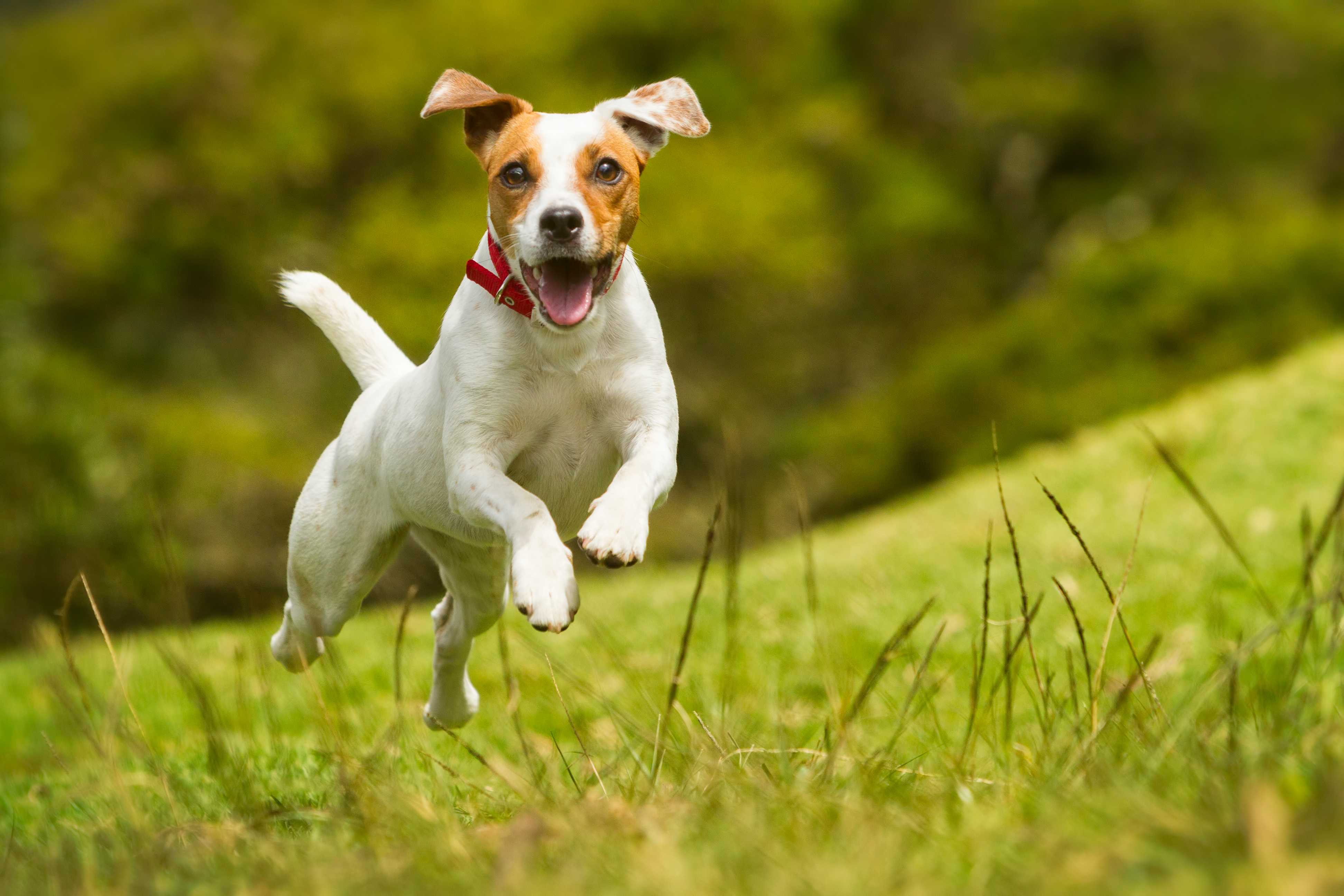 Jack russell terrier Jack russell terrier