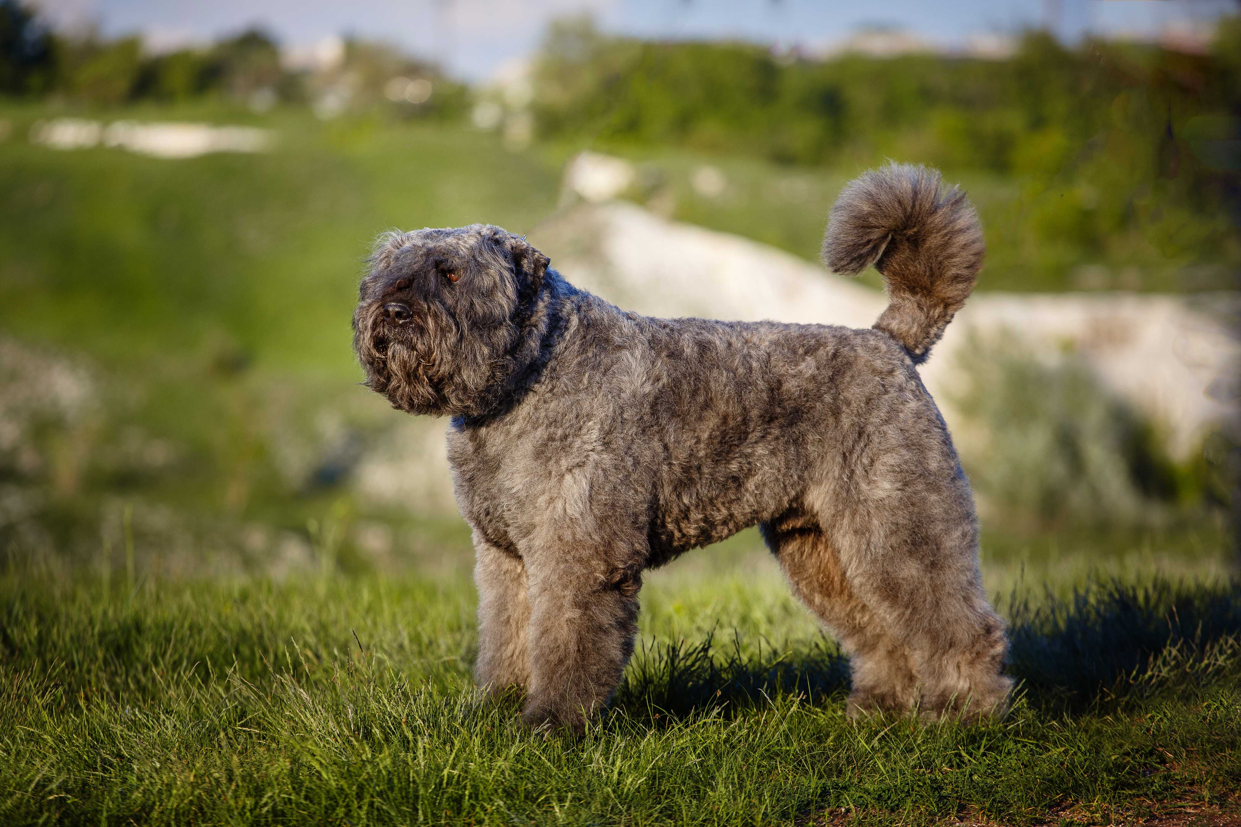 Bouvier des flandres Bouvier des flandres
