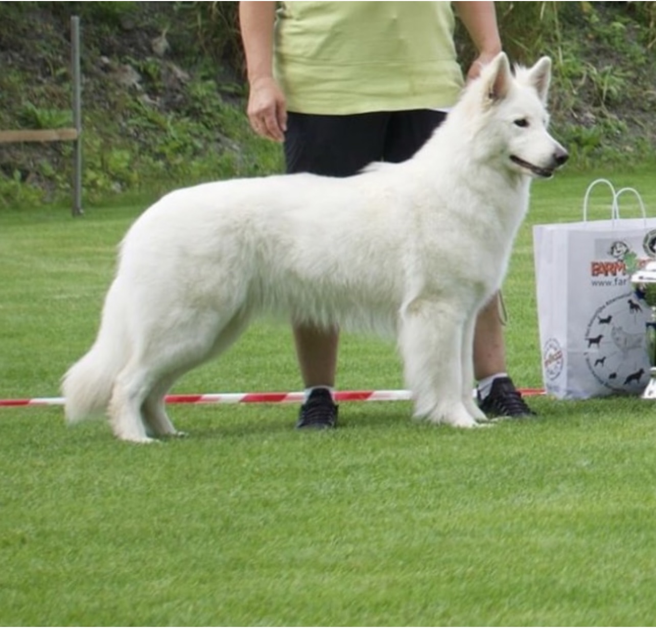 Hvit gjeterhund