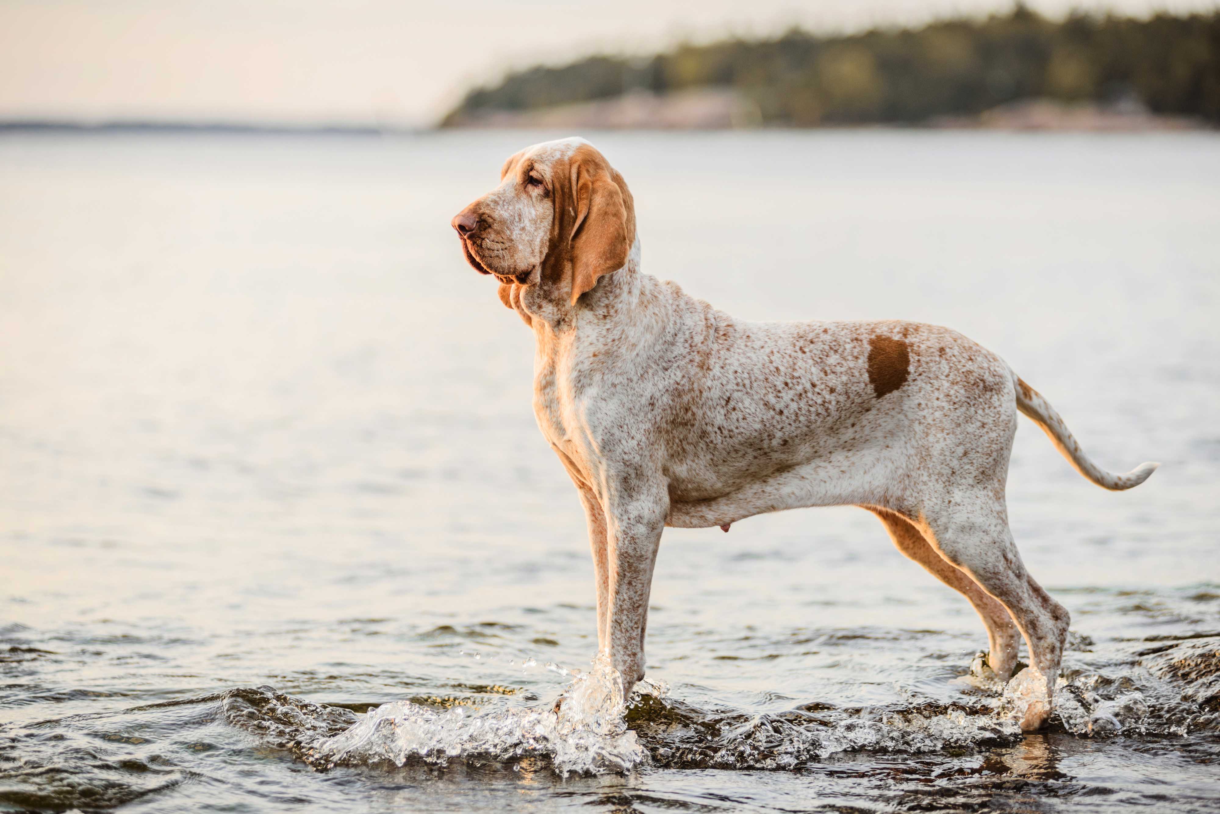 Bracco italiano Bracco italiano