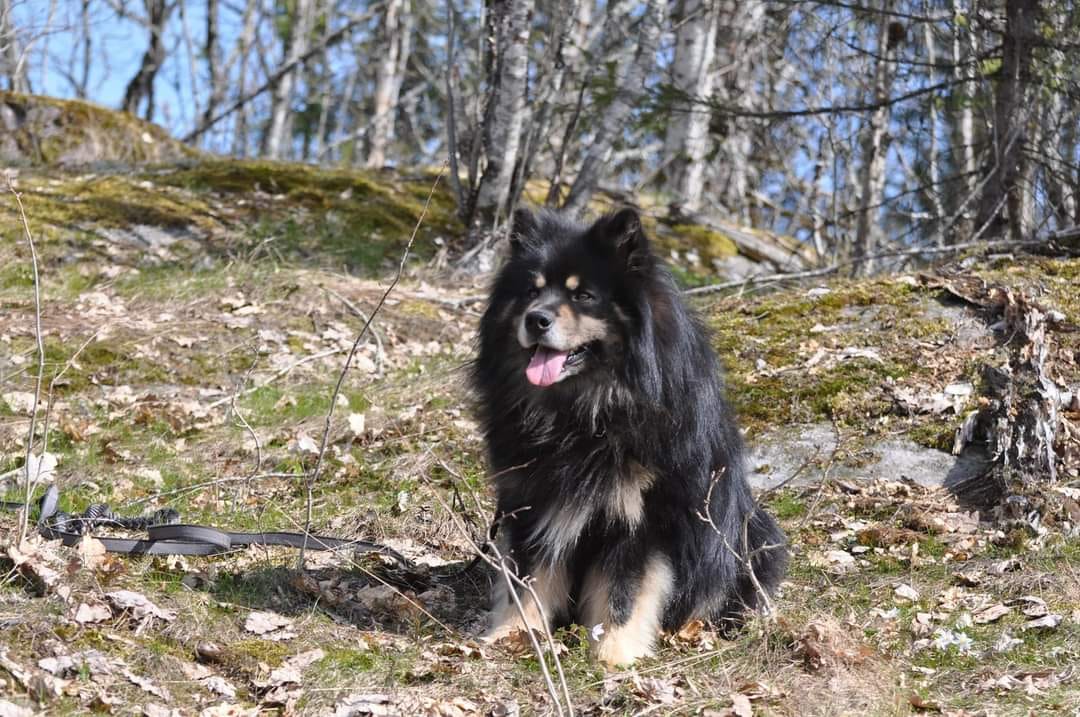 Lailo Lailo