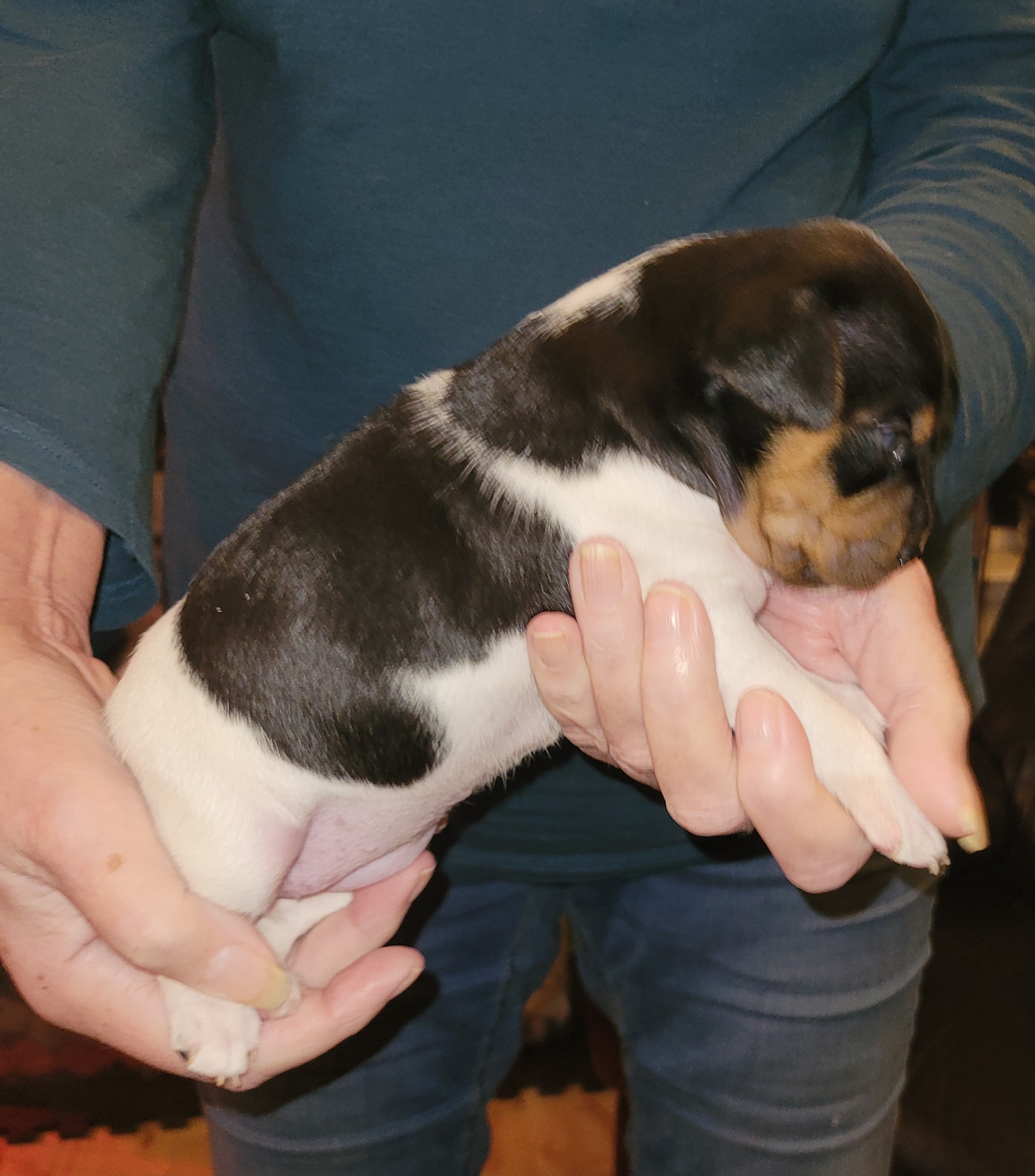 Brasiliansk terrier