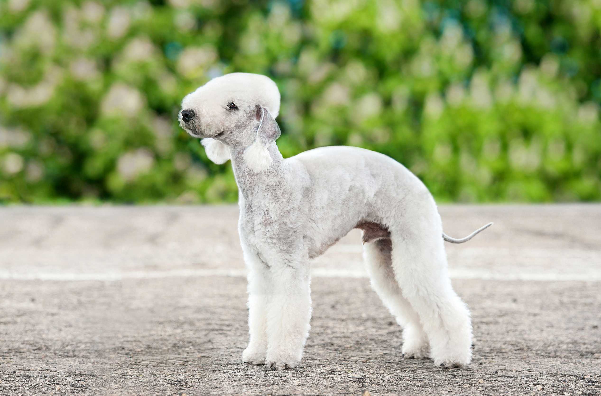 Bedlington terrier Bedlington terrier
