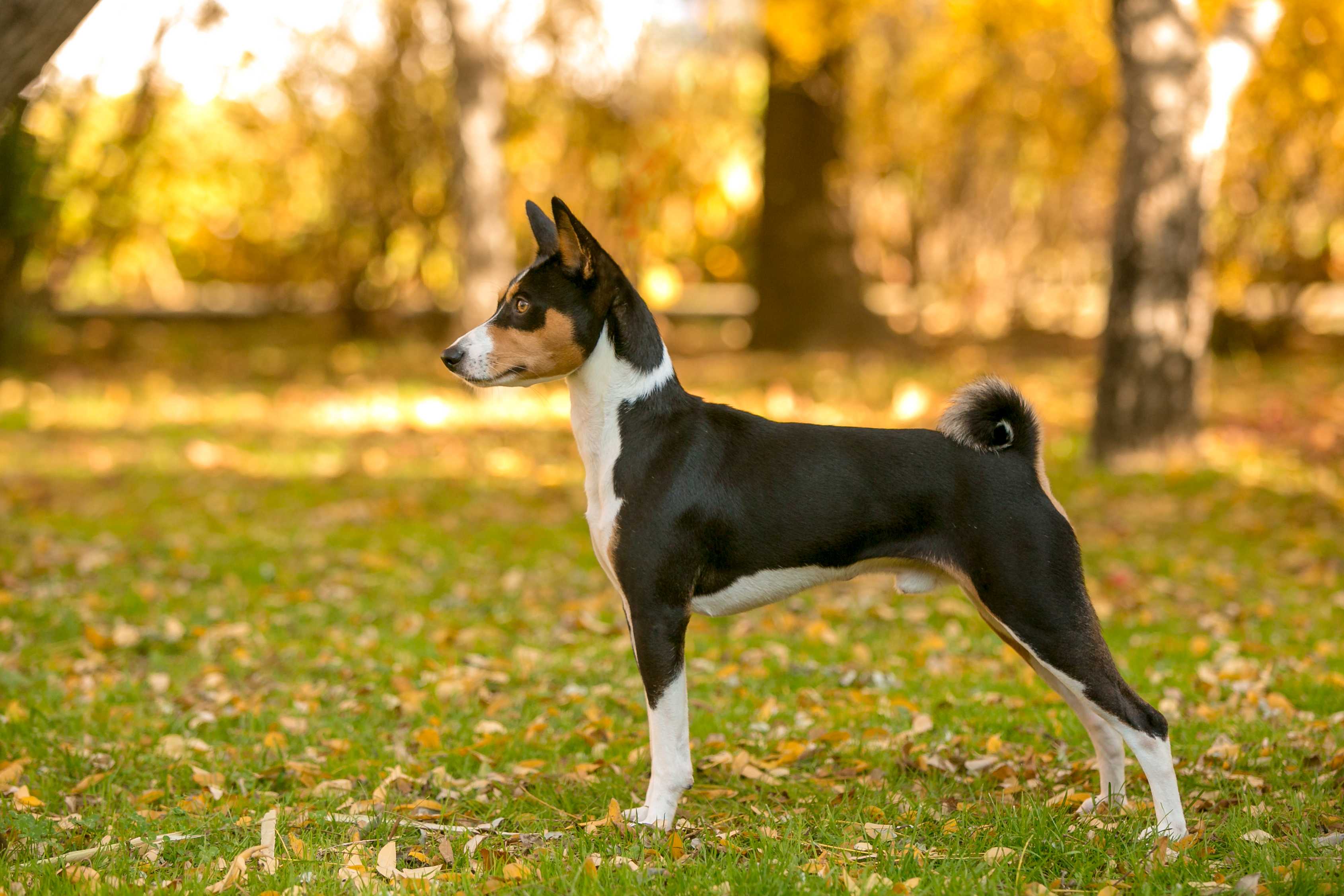 Basenji Basenji