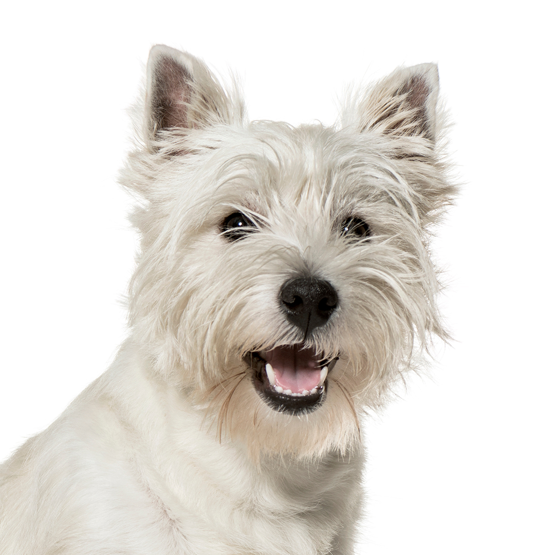 West highland white terrier West highland white terrier