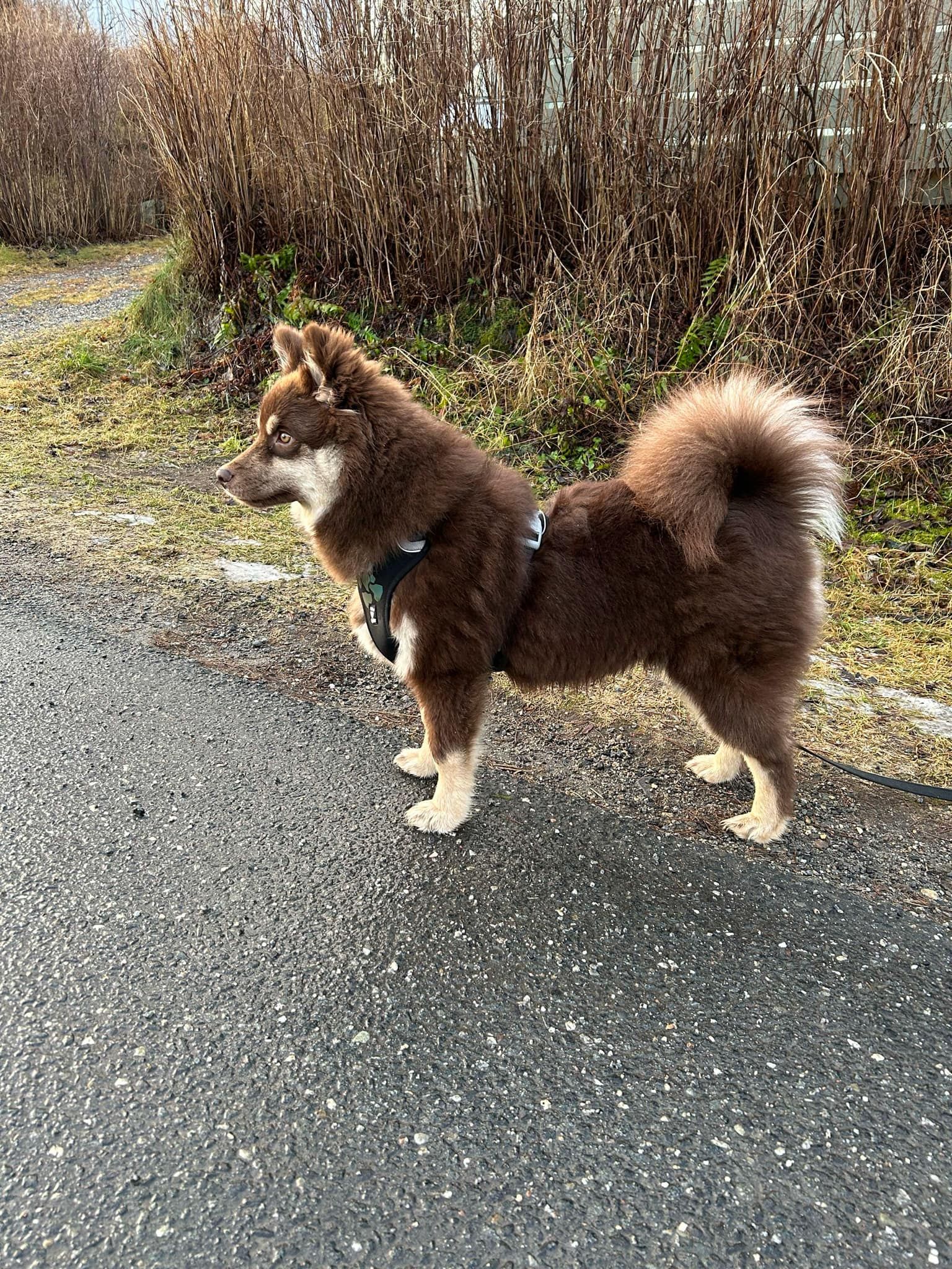 Lumi Lumi