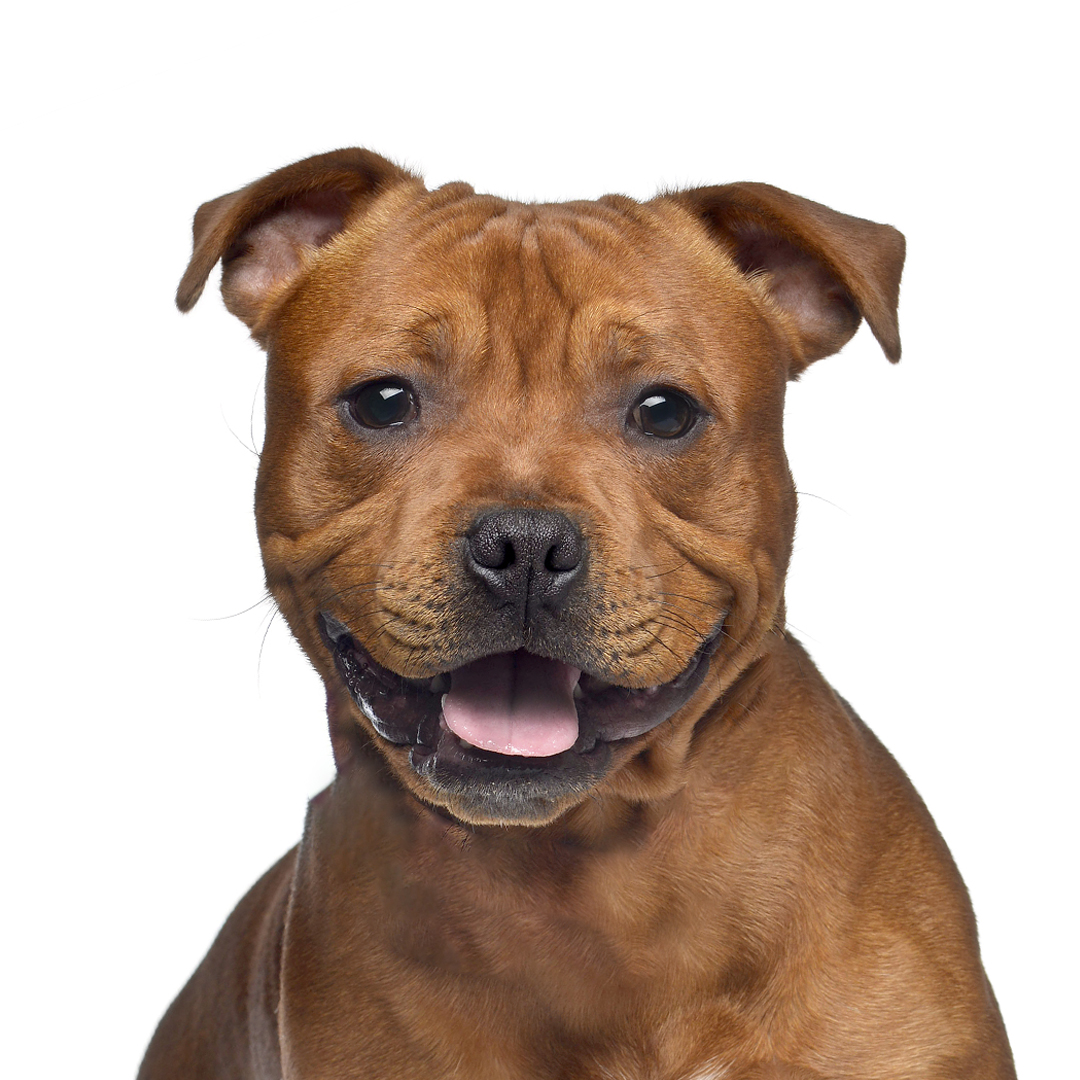 Staffordshire bull terrier Staffordshire bull terrier