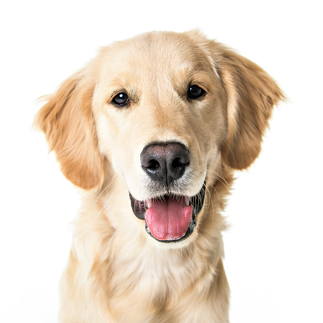 Golden retriever Golden retriever